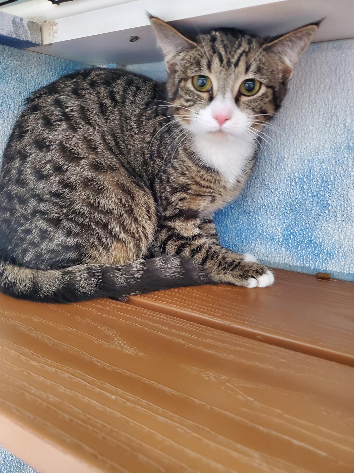 Enlarge Strawberry Shortcake, an adopted Domestic Short Hair in Altoona, PA image 1/1