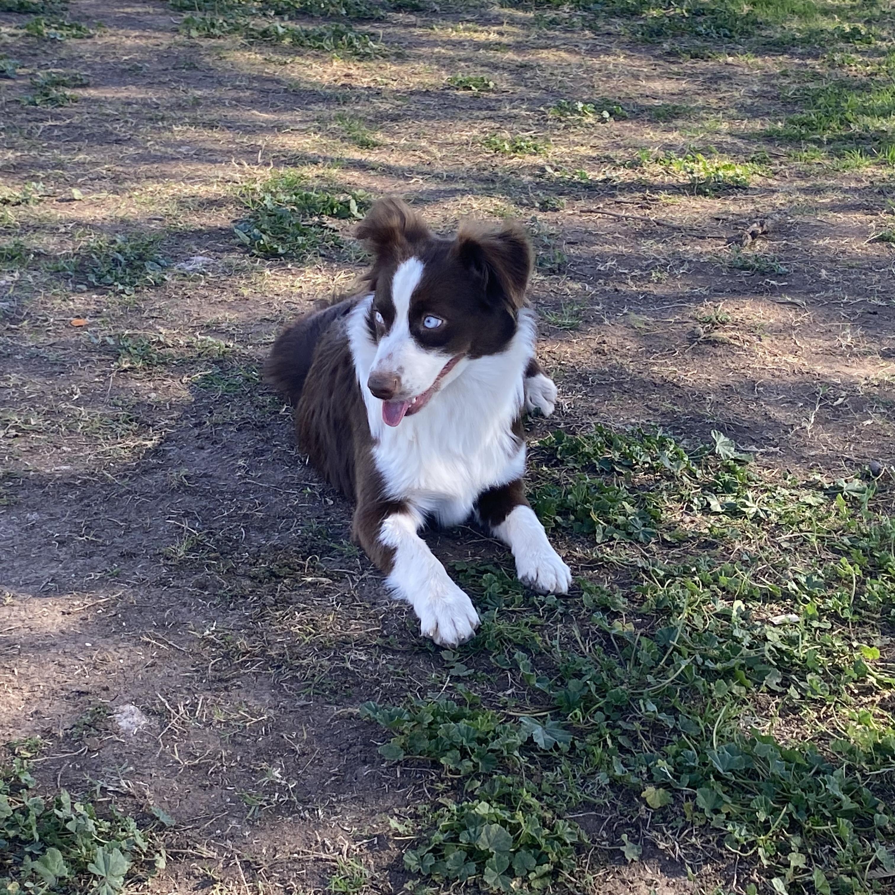 Garnet, 1 year old red tri Mini Aussie, adoptable, Young Female Australian Shepherd.