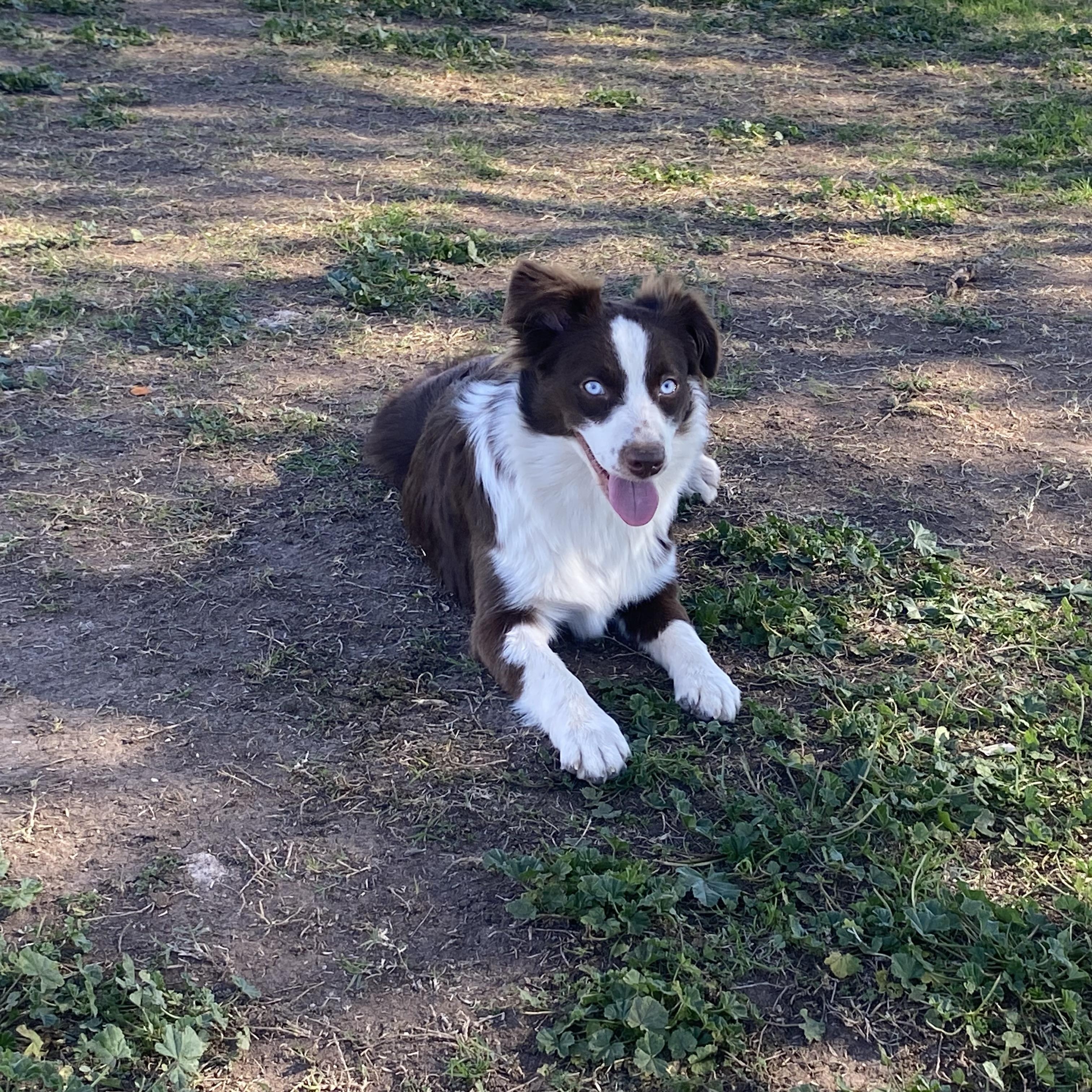 Enlarge Garnet, 1 year old red tri Mini Aussie, an adoptable Australian Shepherd in Oro Valley, AZ image 2/4