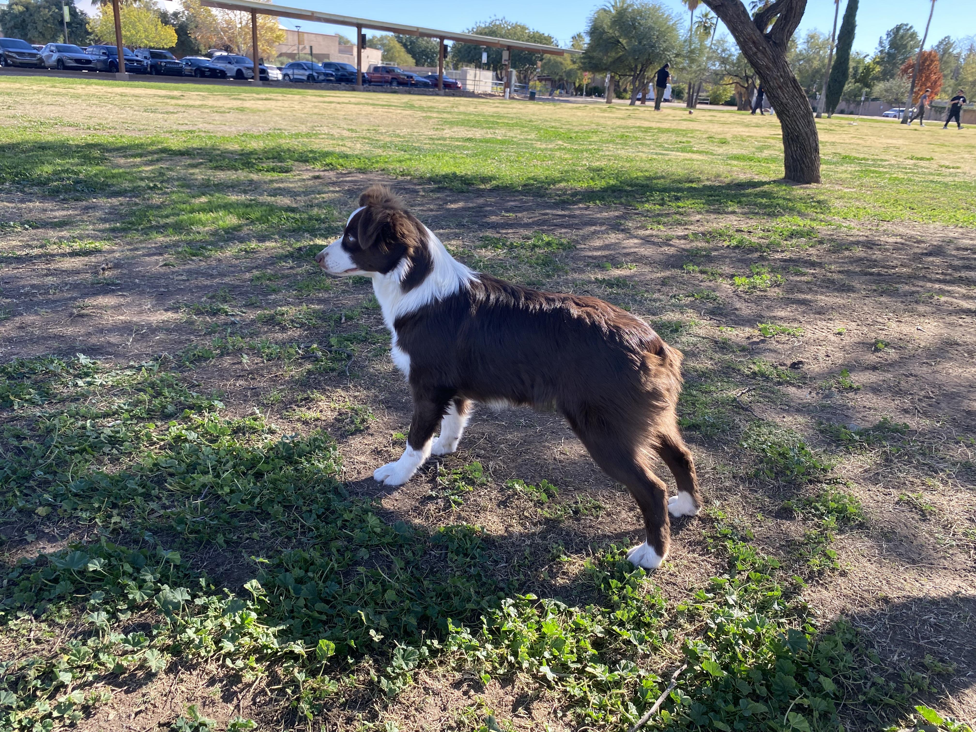 Enlarge Garnet, 1 year old red tri Mini Aussie, an adoptable Australian Shepherd in Oro Valley, AZ image 3/4