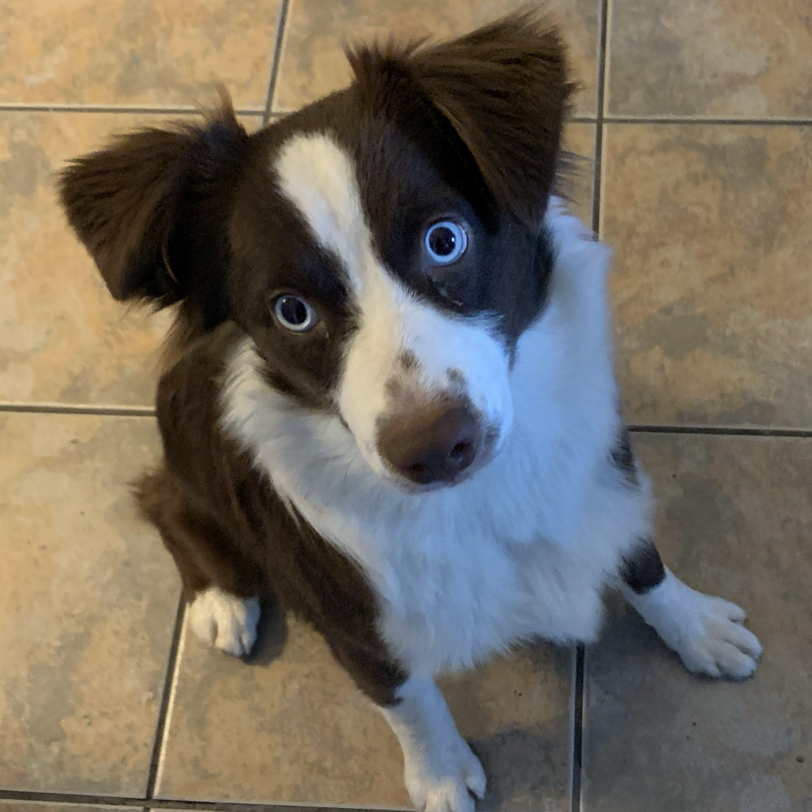 Enlarge Garnet, 1 year old red tri Mini Aussie, an adoptable Australian Shepherd in Oro Valley, AZ image 4/4