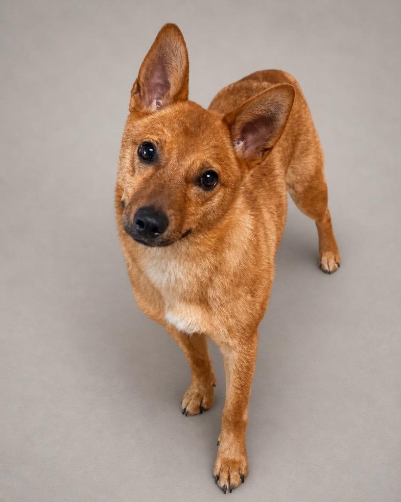 Frankie, Adoptable, Puppy Female Cattle Dog.