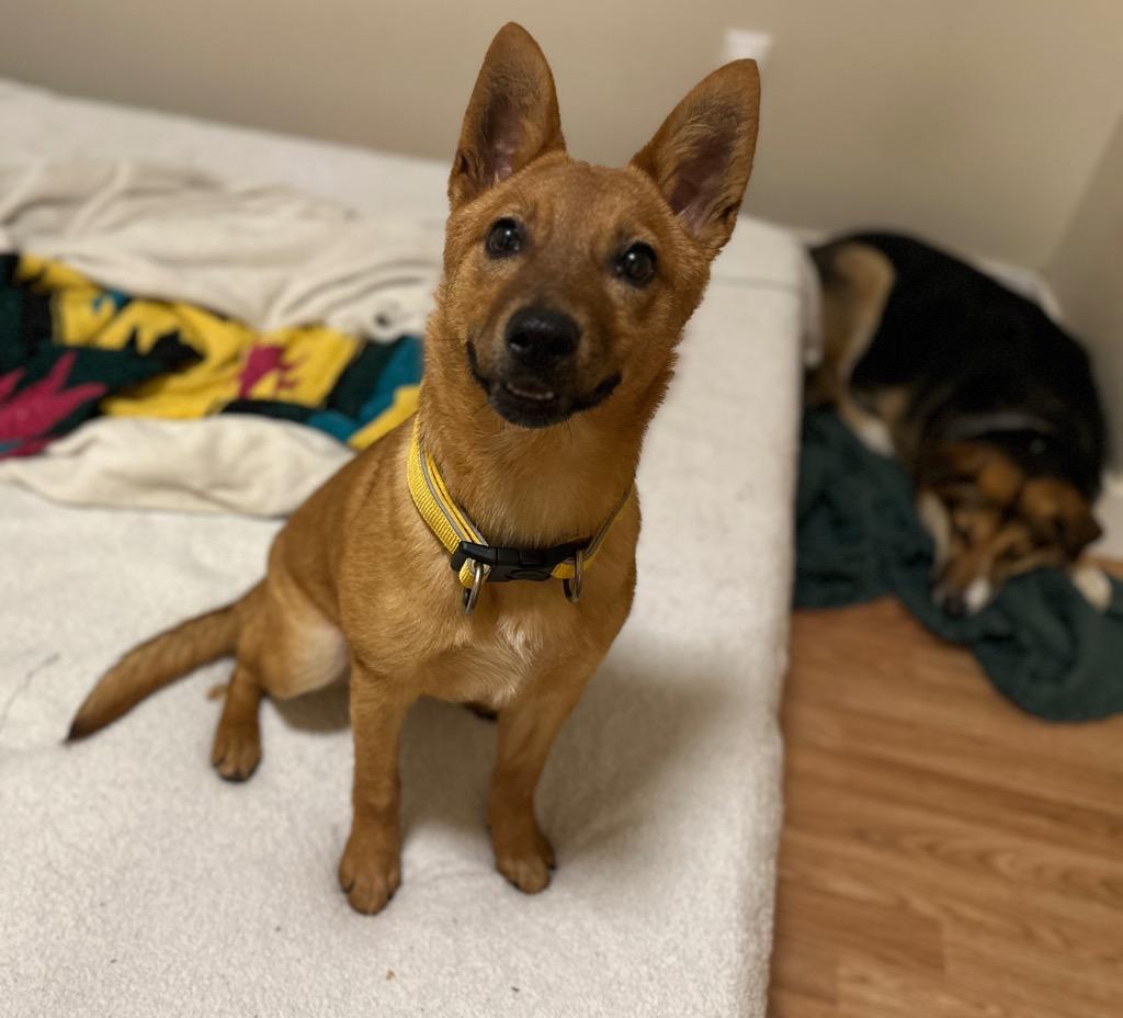 Enlarge Frankie, a Adoptable Cattle Dog in Reno, NV image 2/6