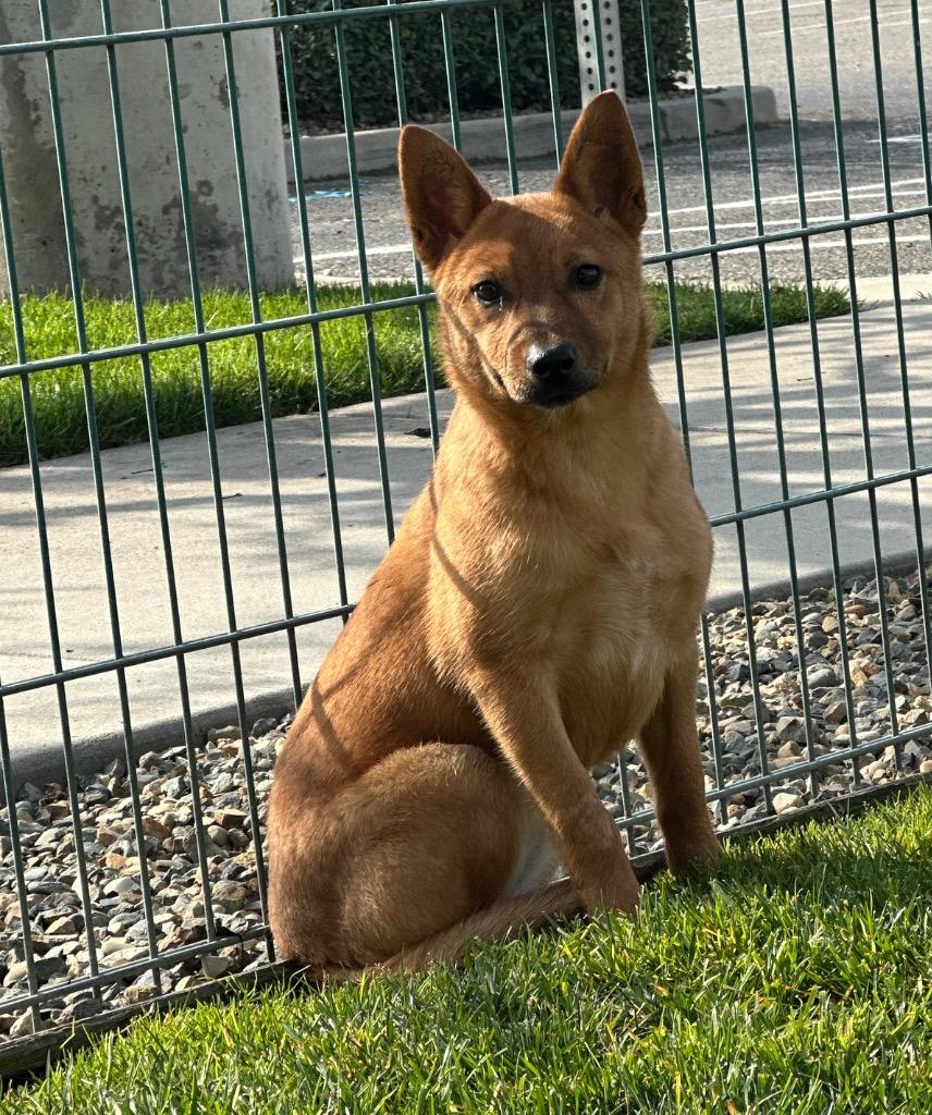 Enlarge Frankie, a Adoptable Cattle Dog in Reno, NV image 4/6