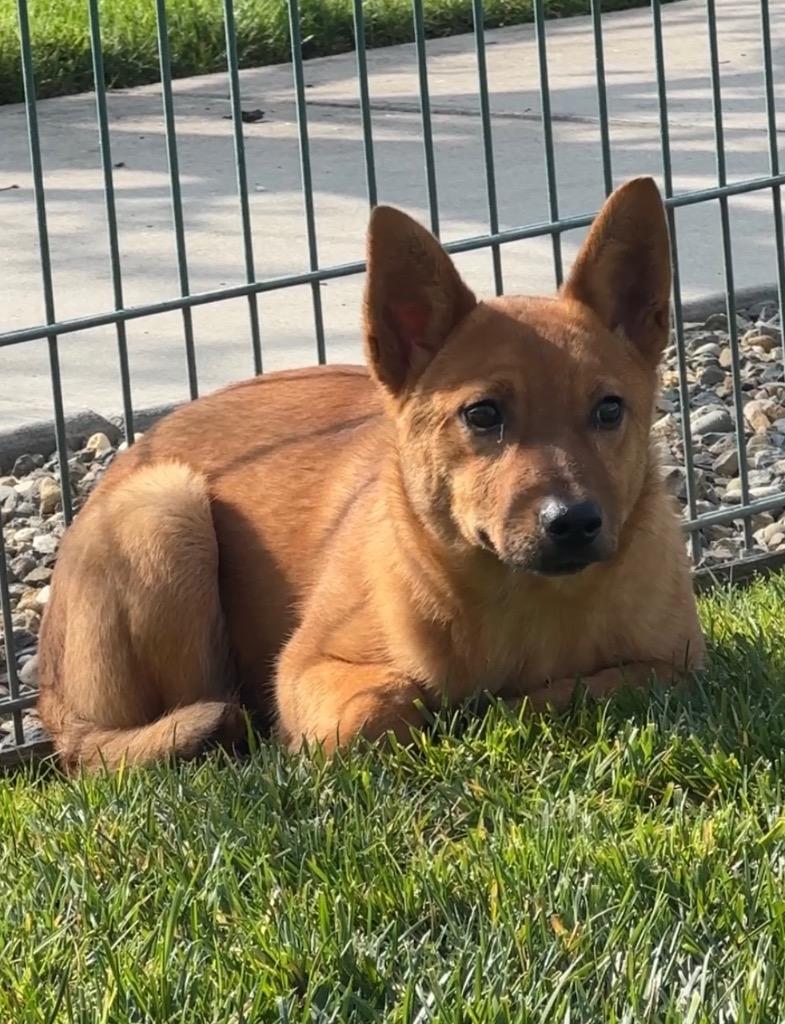 Enlarge Frankie, a Adoptable Cattle Dog in Reno, NV image 5/6