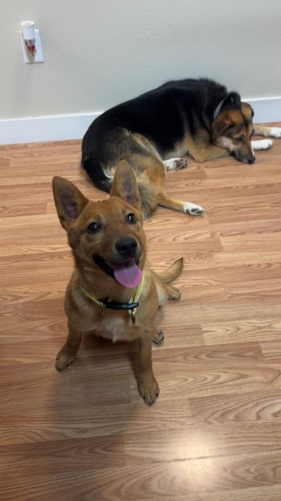 Enlarge Frankie, a Adoptable Cattle Dog in Reno, NV image 6/6