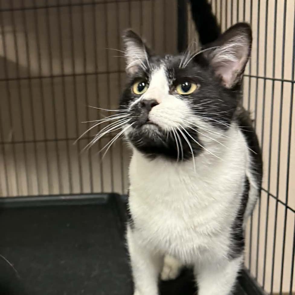 Zero, Adoptable, Young Male Domestic Short Hair.