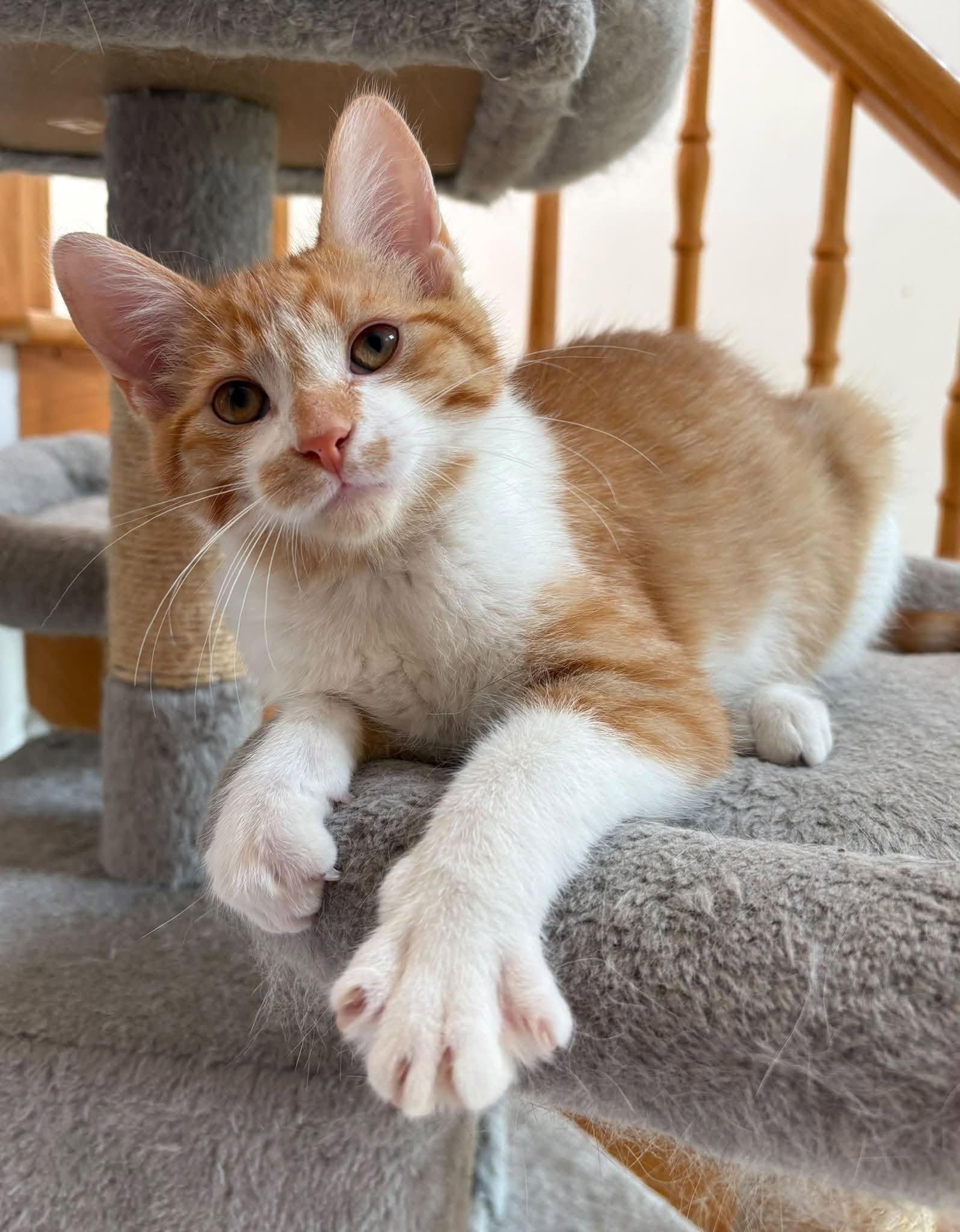 Arlo, Adoptable, Young Male Domestic Medium Hair.