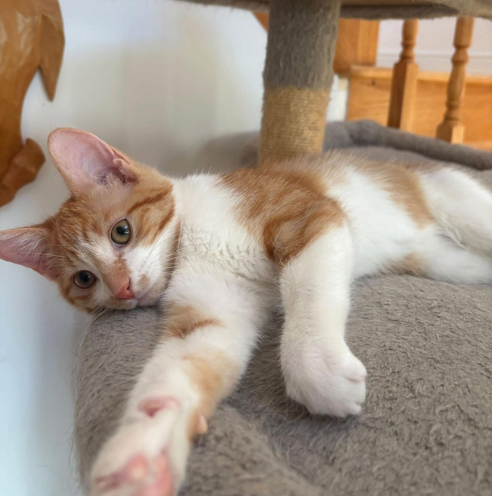 Enlarge Arlo, a Adoptable Domestic Medium Hair in Orleans, ON image 2/3