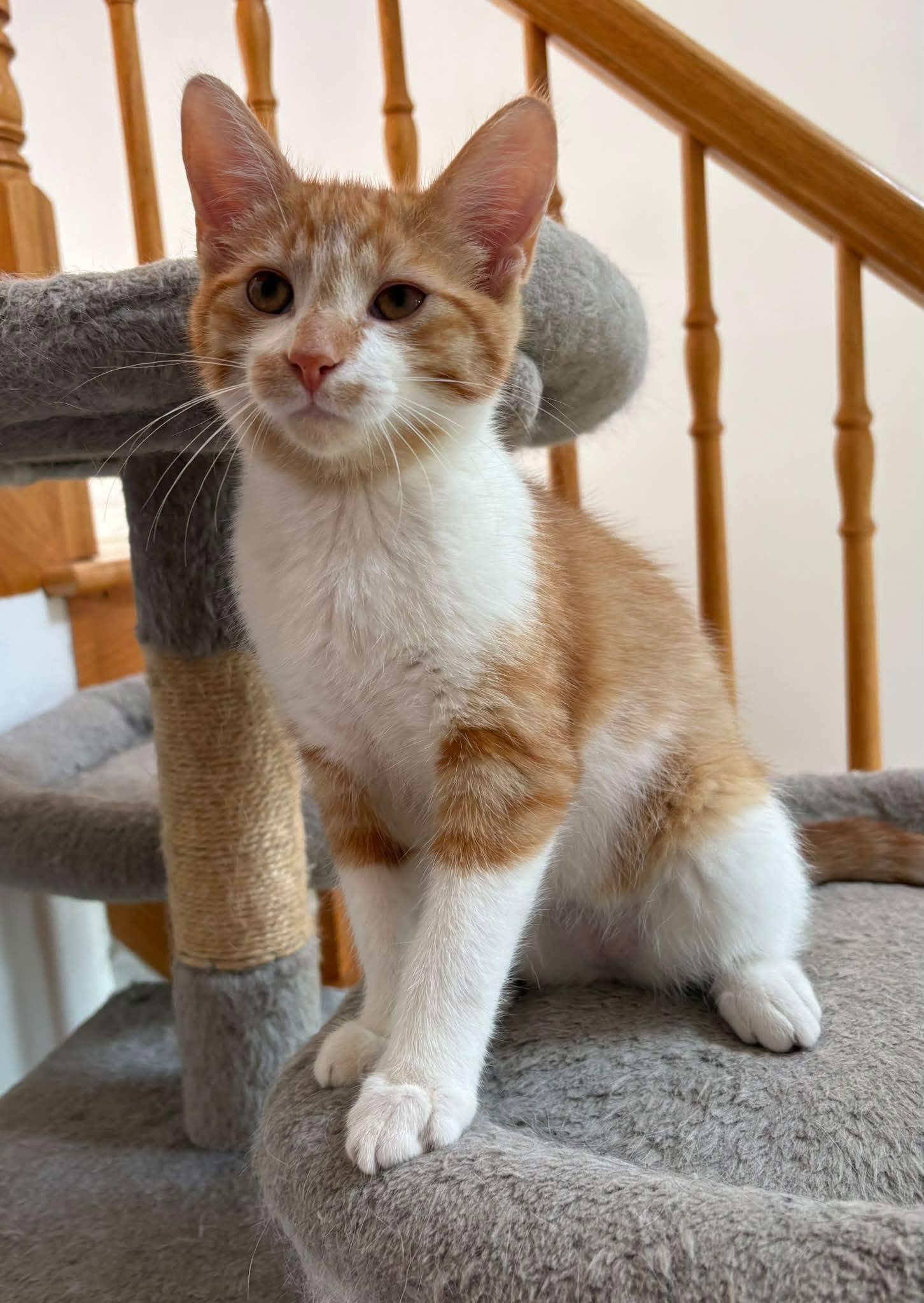 Enlarge Arlo, a Adoptable Domestic Medium Hair in Orleans, ON image 3/3