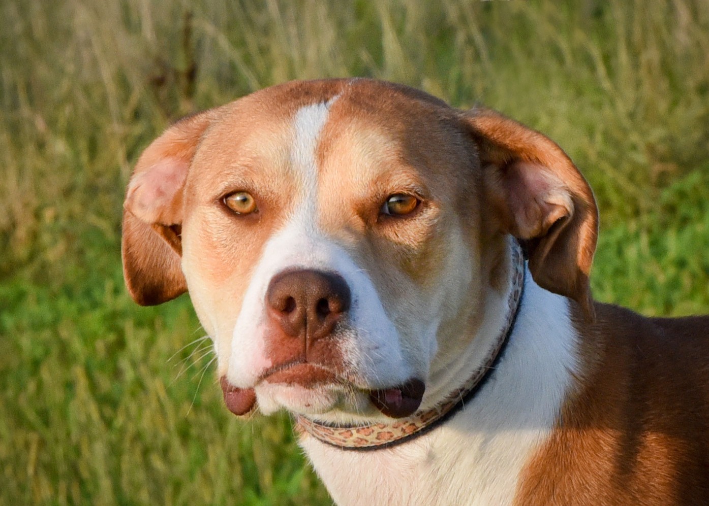 Enlarge Simone, a Adoptable Pit Bull Terrier in Jefferson, IA image 4/4