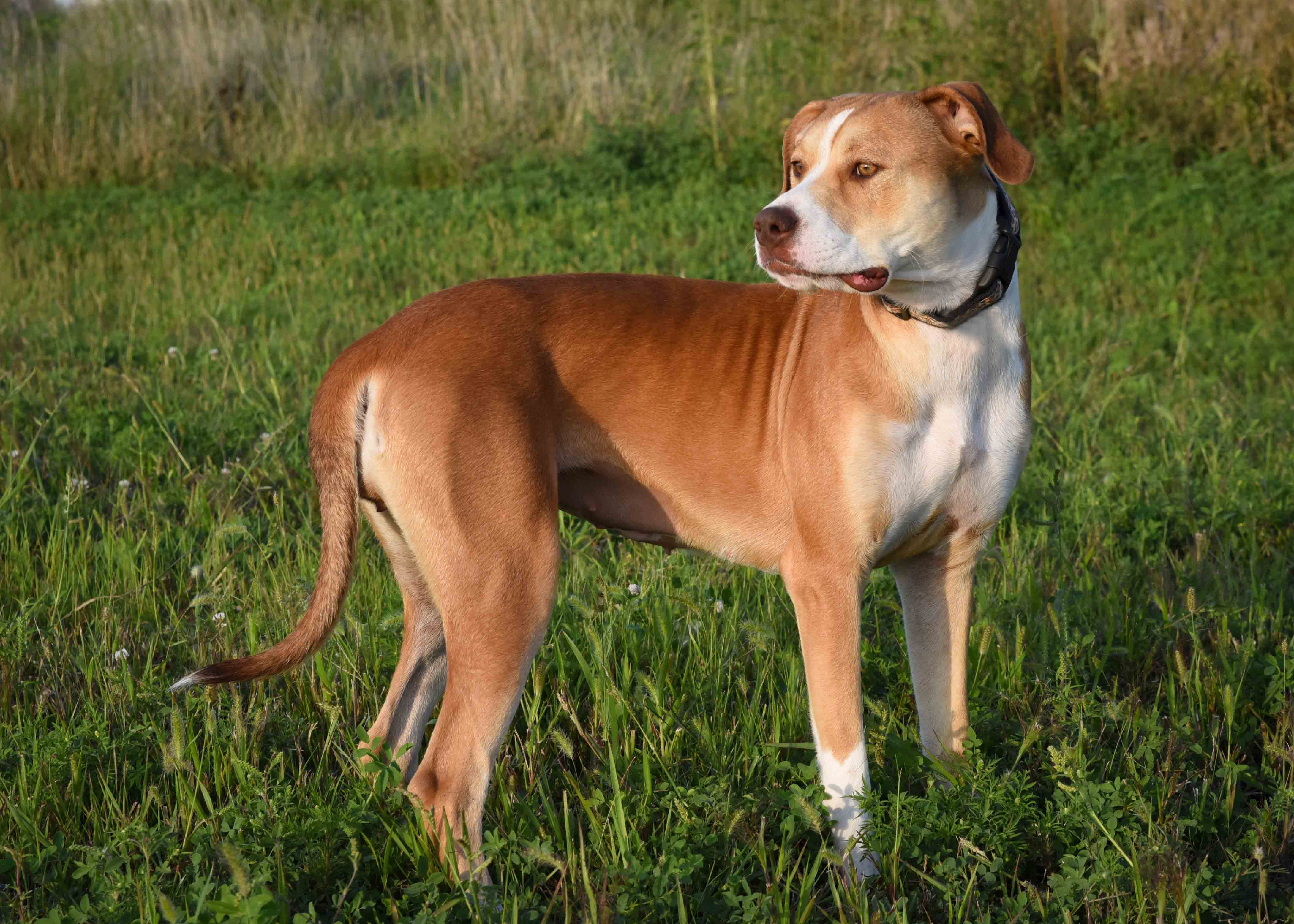 Enlarge Simone, a Adoptable Pit Bull Terrier in Jefferson, IA image 3/4