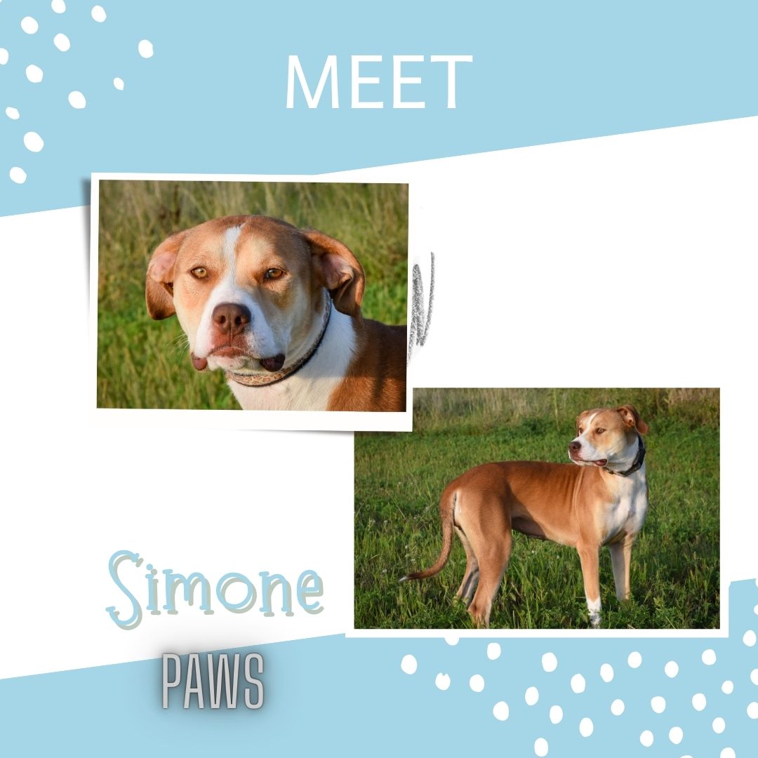 Enlarge Simone, a Adoptable Pit Bull Terrier in Jefferson, IA image 1/4