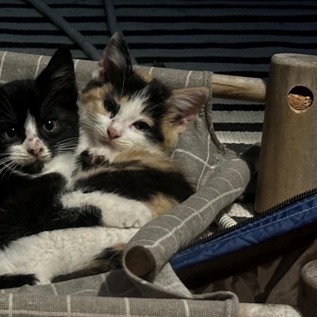 Enlarge Maple, a Adoptable Domestic Medium Hair in Katy, TX image 1/3