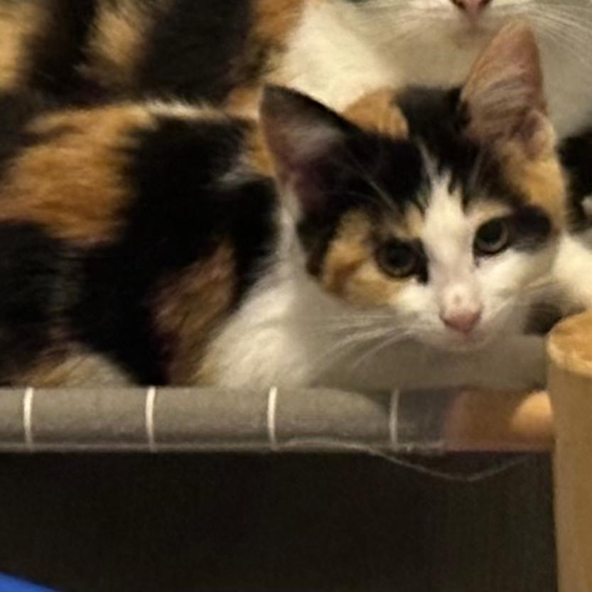 Enlarge Maple, a Adoptable Domestic Medium Hair in Katy, TX image 2/3