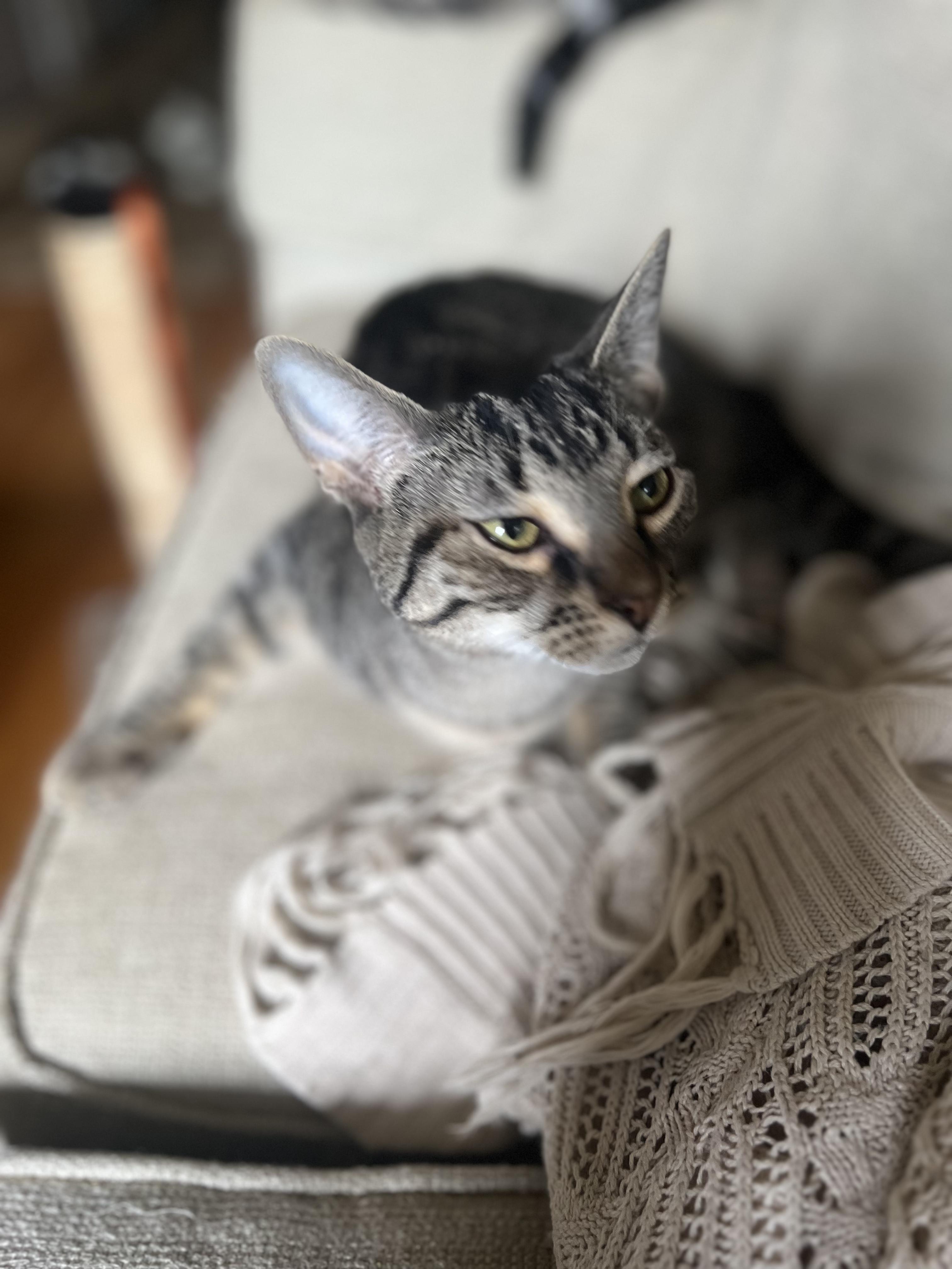 Enlarge Loki N. ~ Gentle Soul, a Adoptable Domestic Short Hair in New York, NY image 3/5