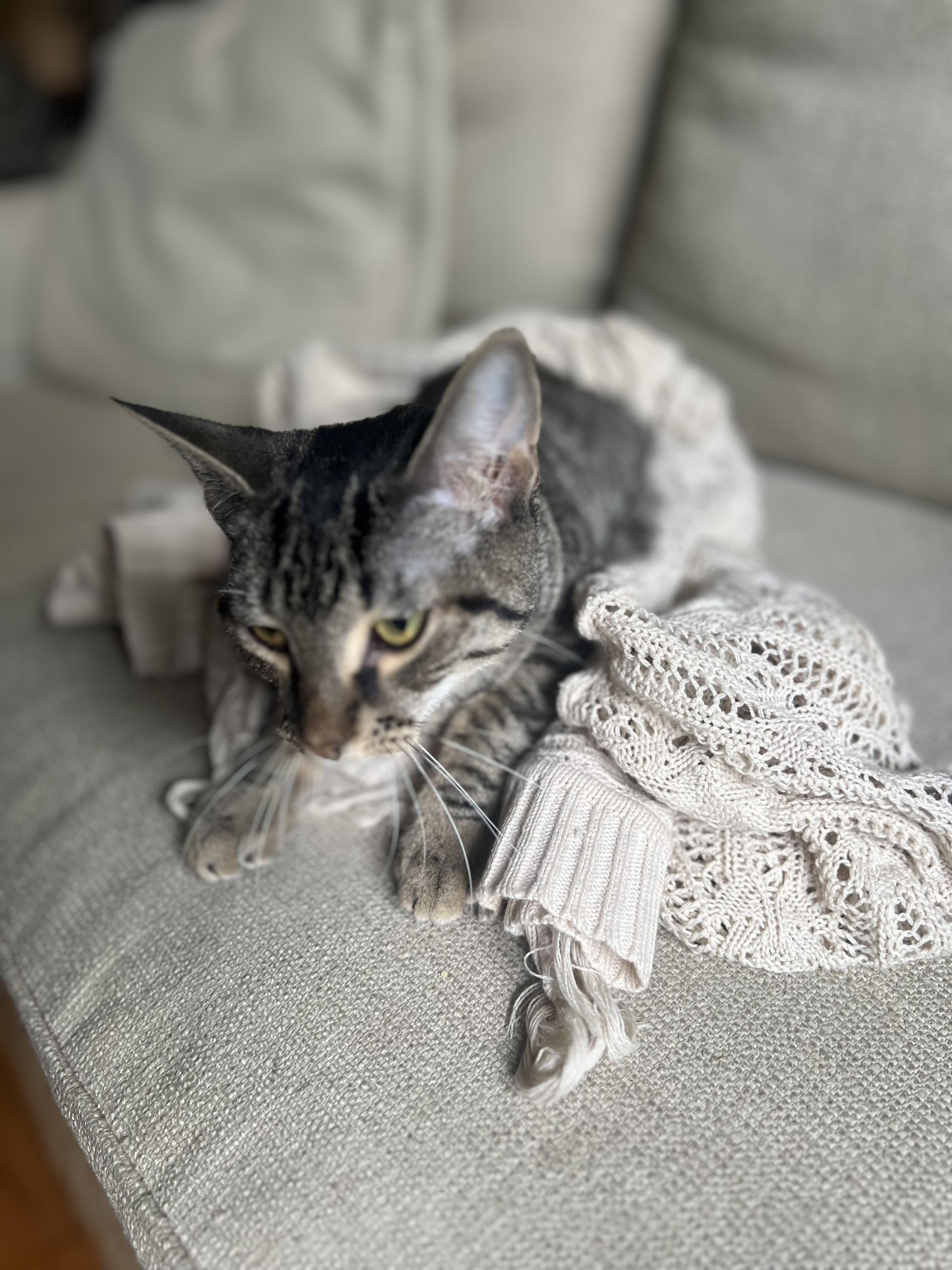 Enlarge Loki N. ~ Gentle Soul, a Adoptable Domestic Short Hair in New York, NY image 4/5
