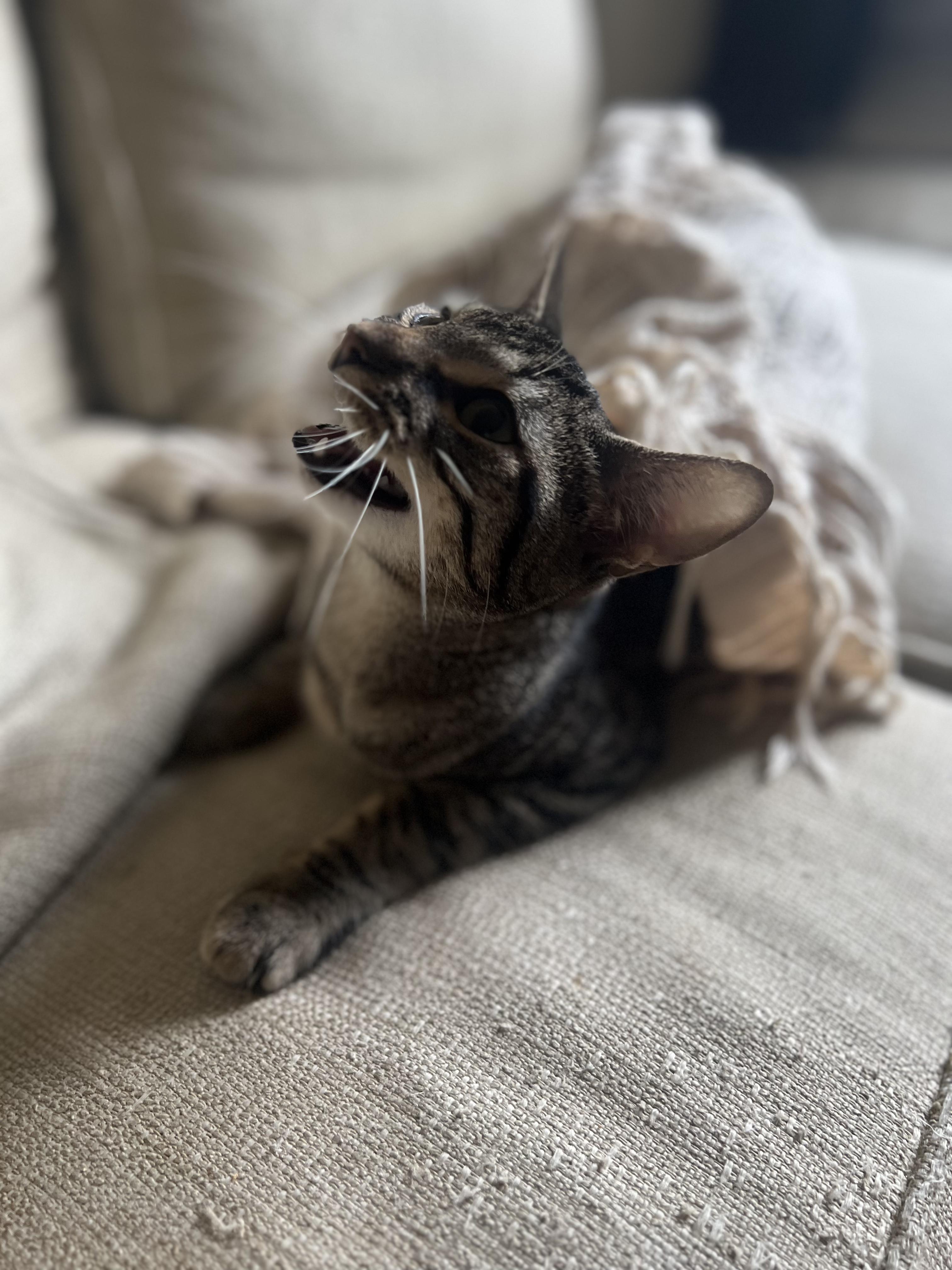 Enlarge Loki N. ~ Gentle Soul, a Adoptable Domestic Short Hair in New York, NY image 5/5