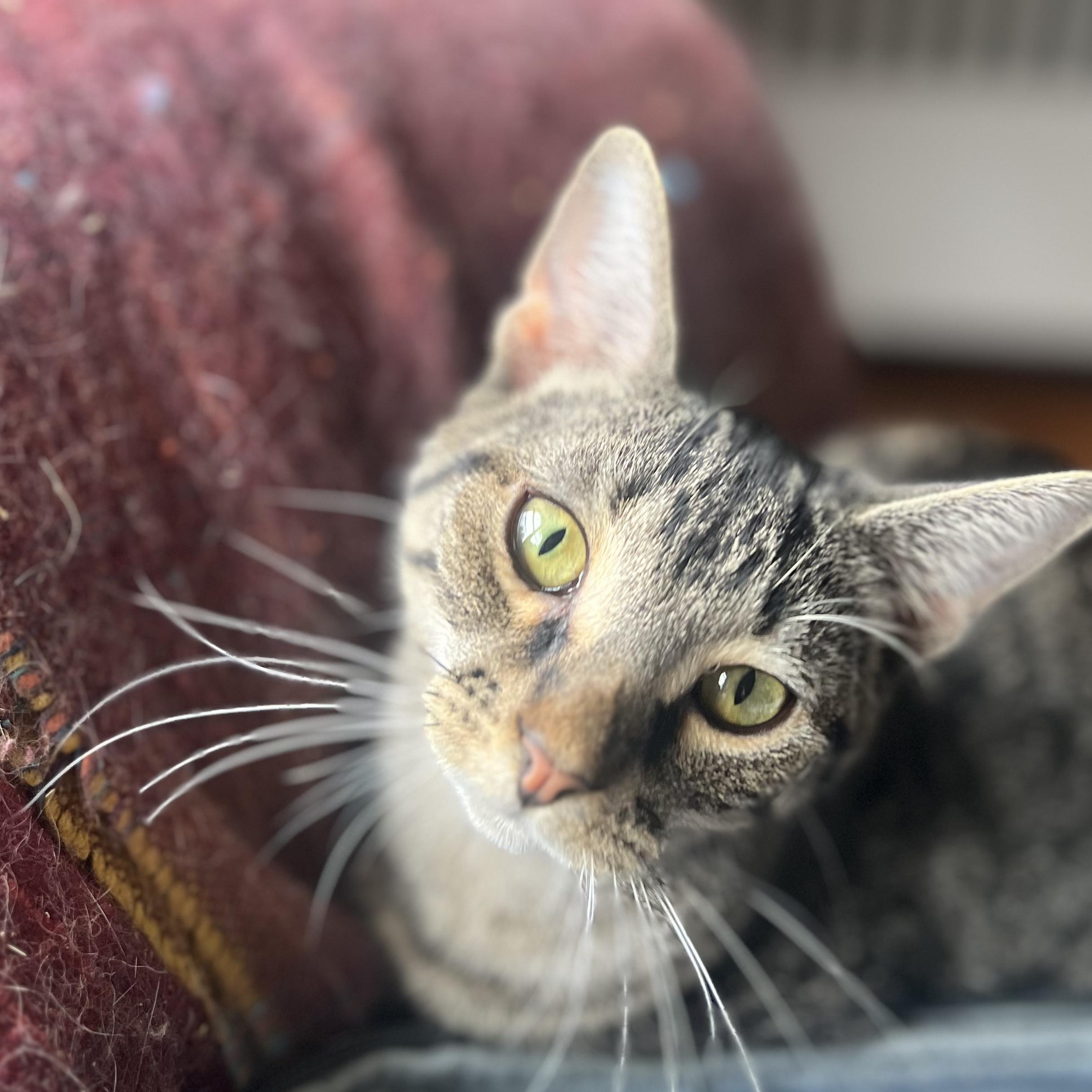 Loki N. ~ Gentle Soul, Adoptable, Young Female Domestic Short Hair.