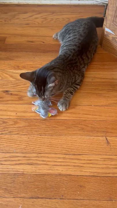 Enlarge Loki N. ~ Gentle Soul, a Adoptable Domestic Short Hair in New York, NY video 2/5