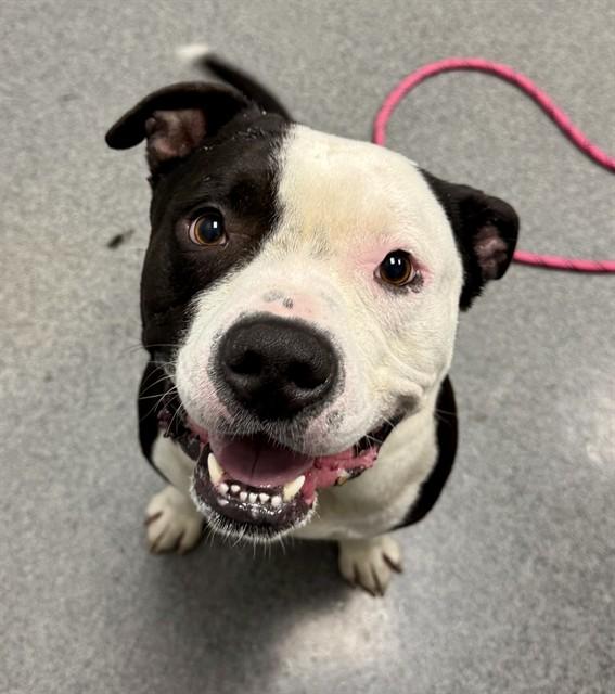 HARVEY, Adoptable, Adult Male Staffordshire Bull Terrier.