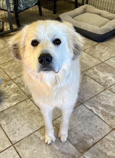 Smiley, Adoptable, Adult Male Great Pyrenees.
