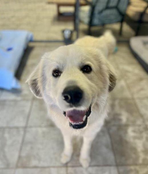 Enlarge Smiley, a Adoptable mixed breed in Mocksville, NC image 3/5