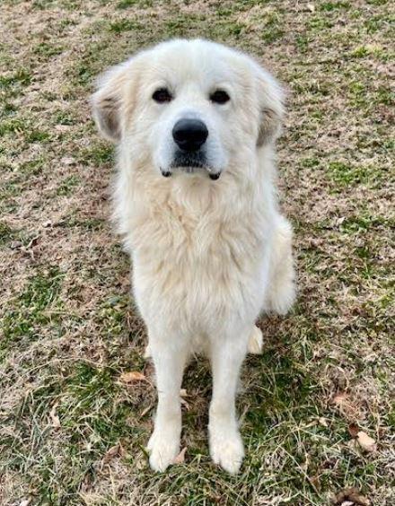 Enlarge Smiley, a Adoptable mixed breed in Mocksville, NC image 4/5