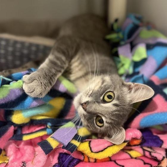 Powell, Adoptable, Adult Male Domestic Short Hair.