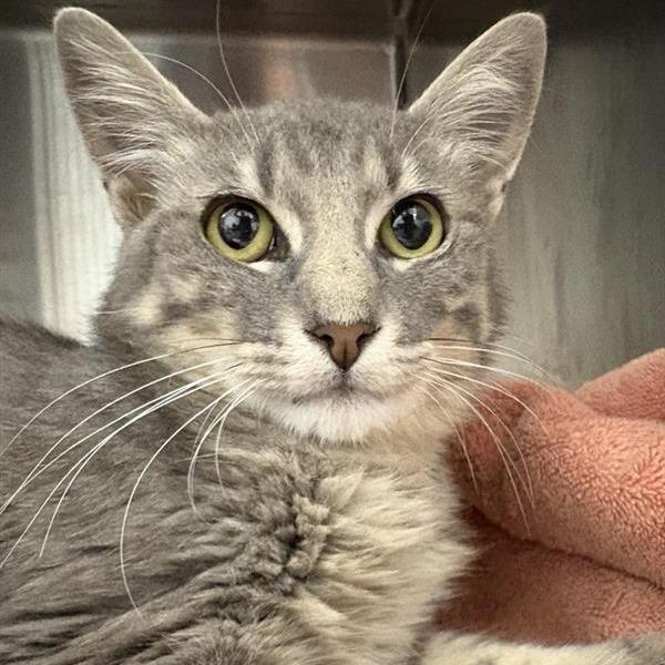 Enlarge Powell, a Adoptable Domestic Short Hair in Bentonville, AR image 1/1