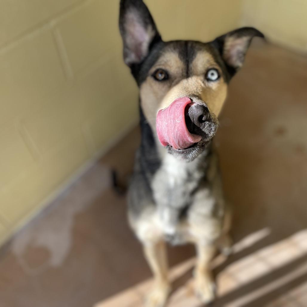 STORMIE, Adoptable, Young Female Alaskan Malamute & Retriever.