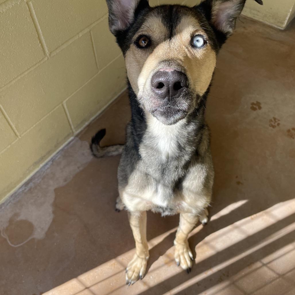 STORMIE, a Adoptable mixed breed in Kyle, TX image 3/6