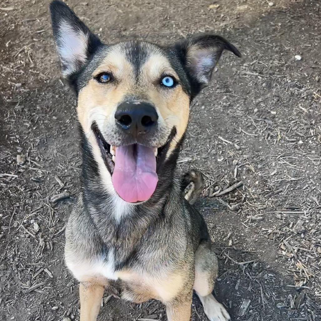STORMIE, a Adoptable mixed breed in Kyle, TX image 4/6