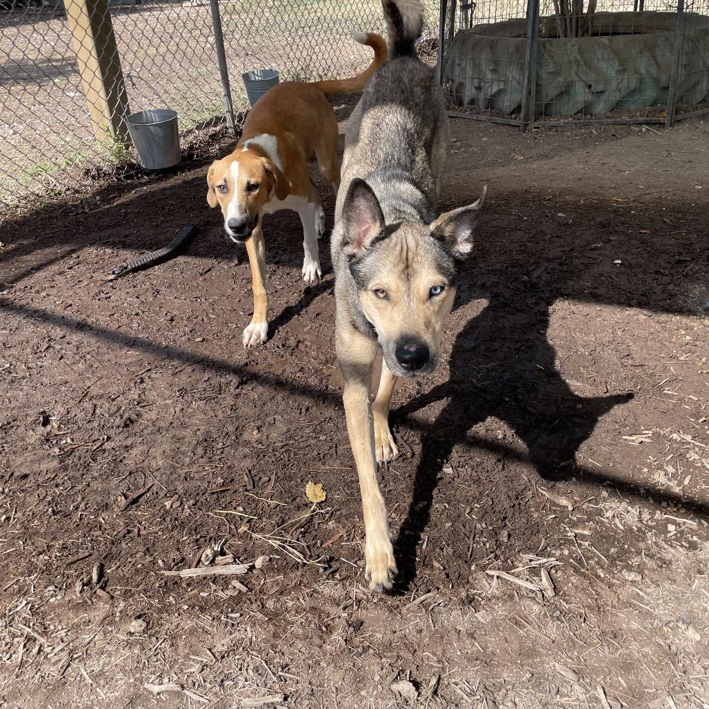 STORMIE, a Adoptable mixed breed in Kyle, TX image 5/6