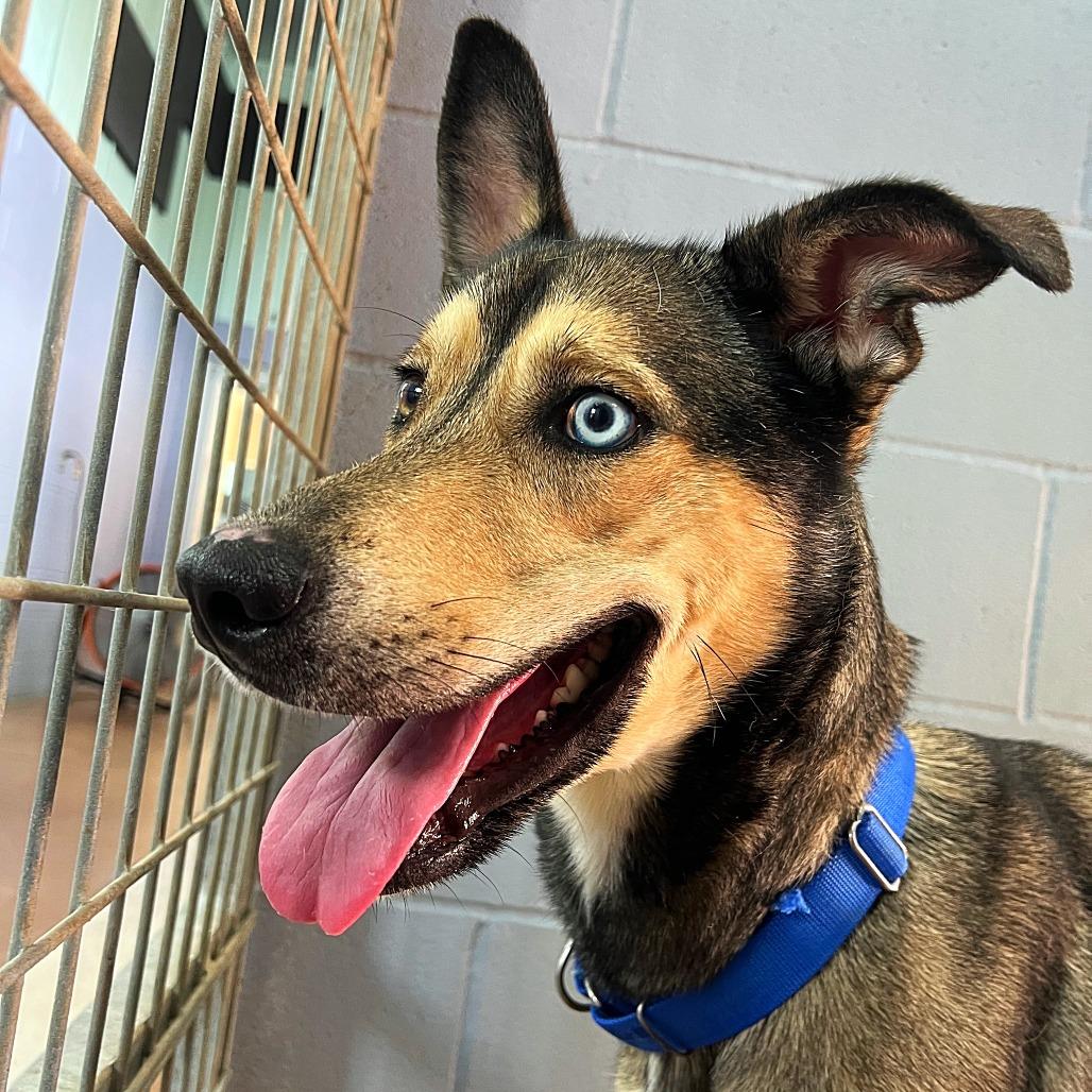 STORMIE, a Adoptable mixed breed in Kyle, TX image 6/6