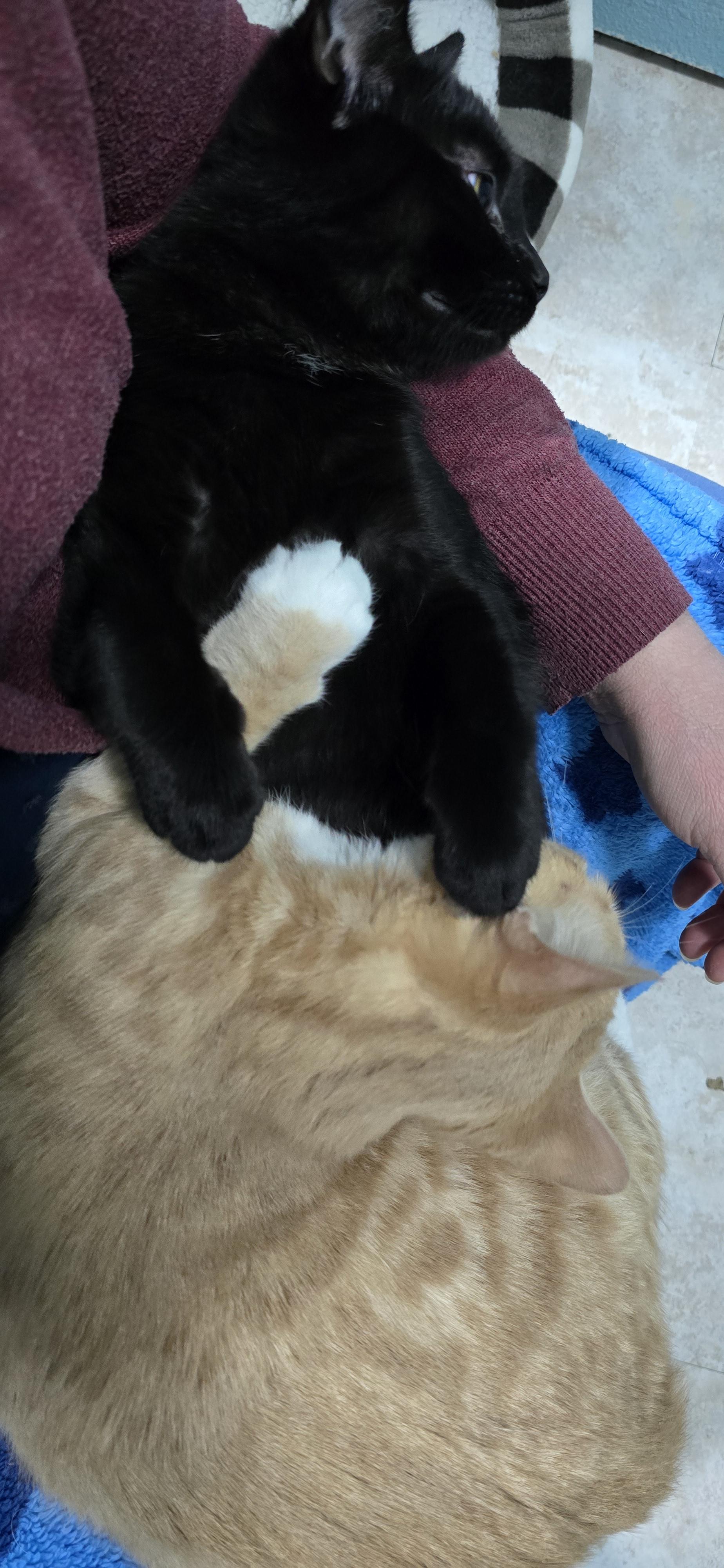 Leo, an adopted Domestic Short Hair in Arlington, WA image 5/6