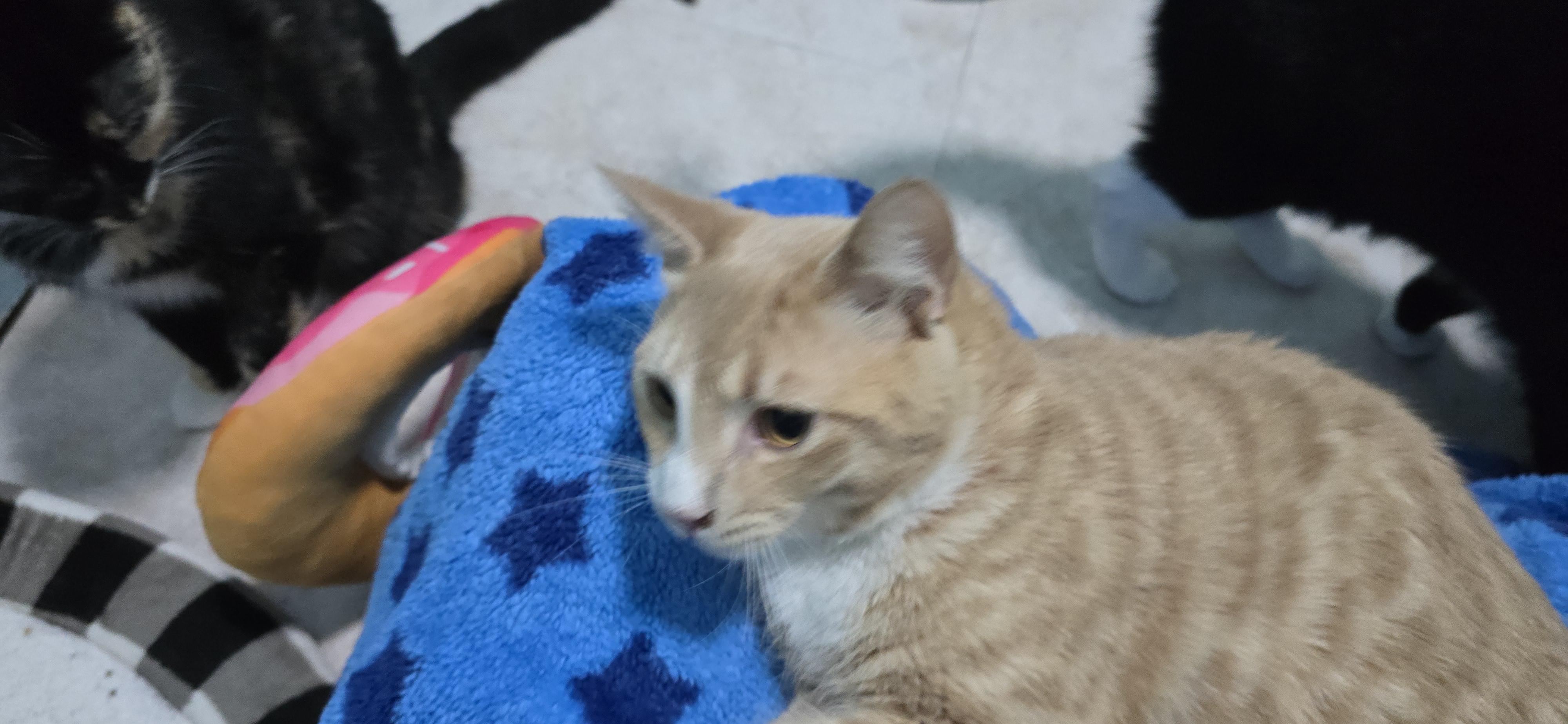 Leo, an adopted Domestic Short Hair in Arlington, WA image 6/6