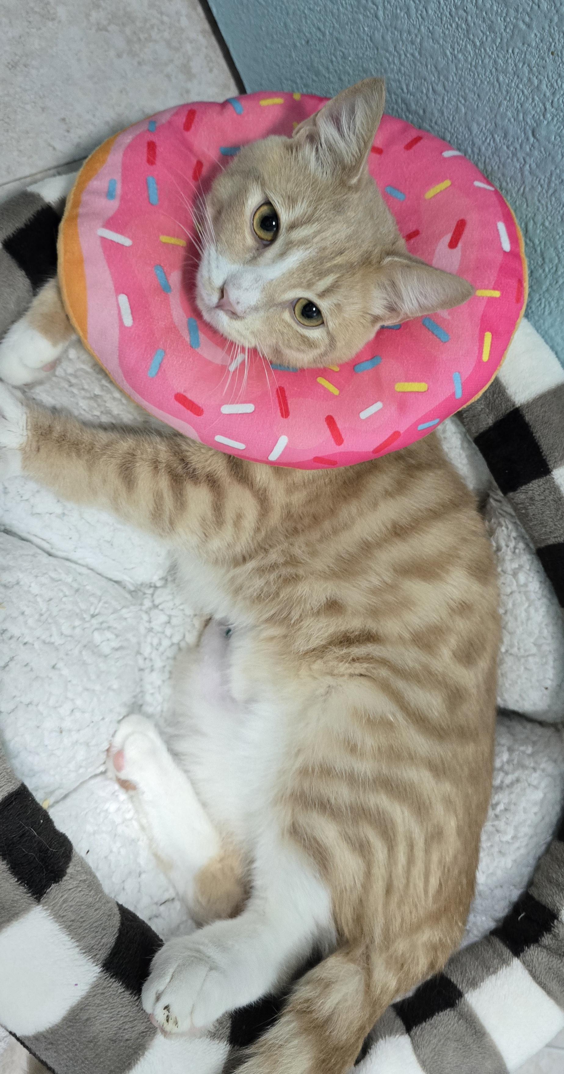 Leo, an adopted Domestic Short Hair in Arlington, WA image 3/6