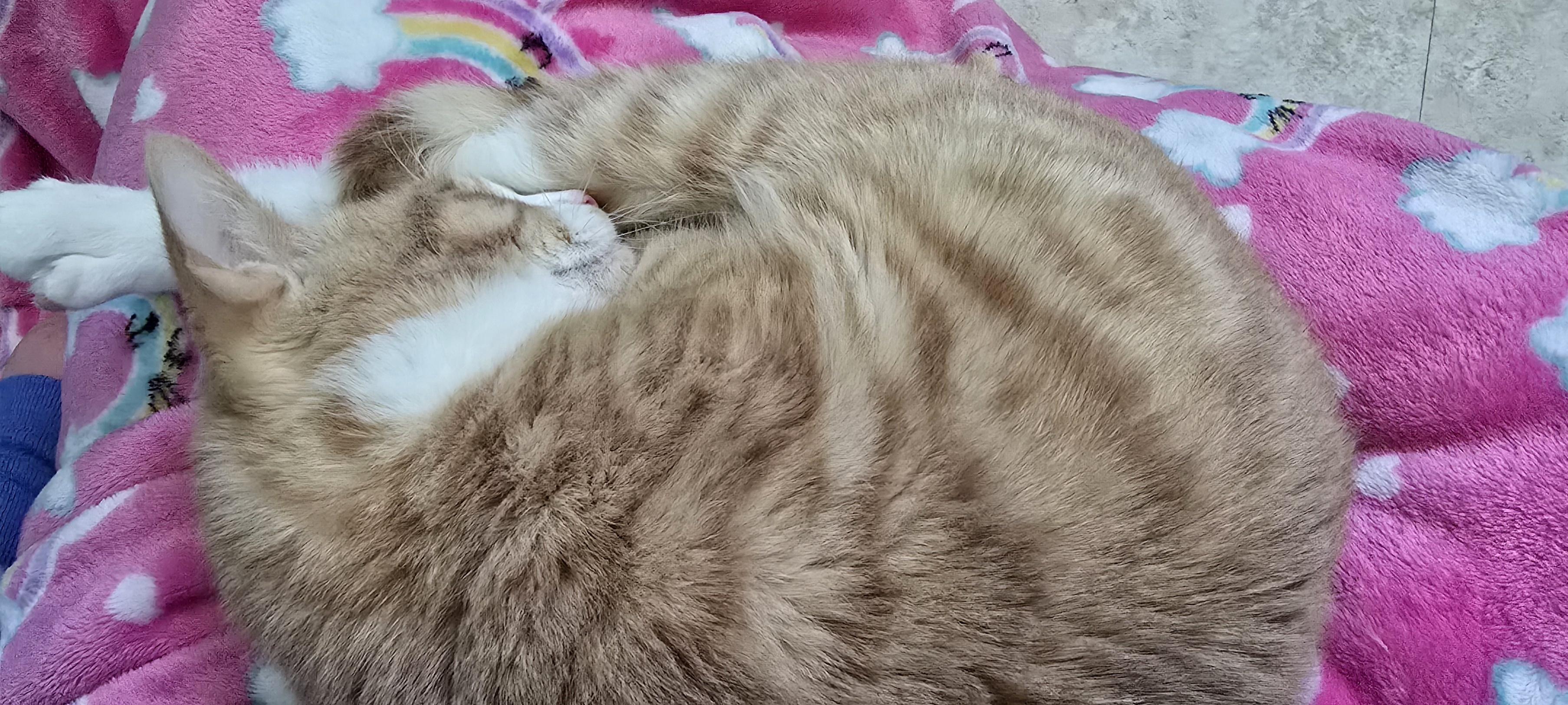 Leo, an adopted Domestic Short Hair in Arlington, WA image 2/6