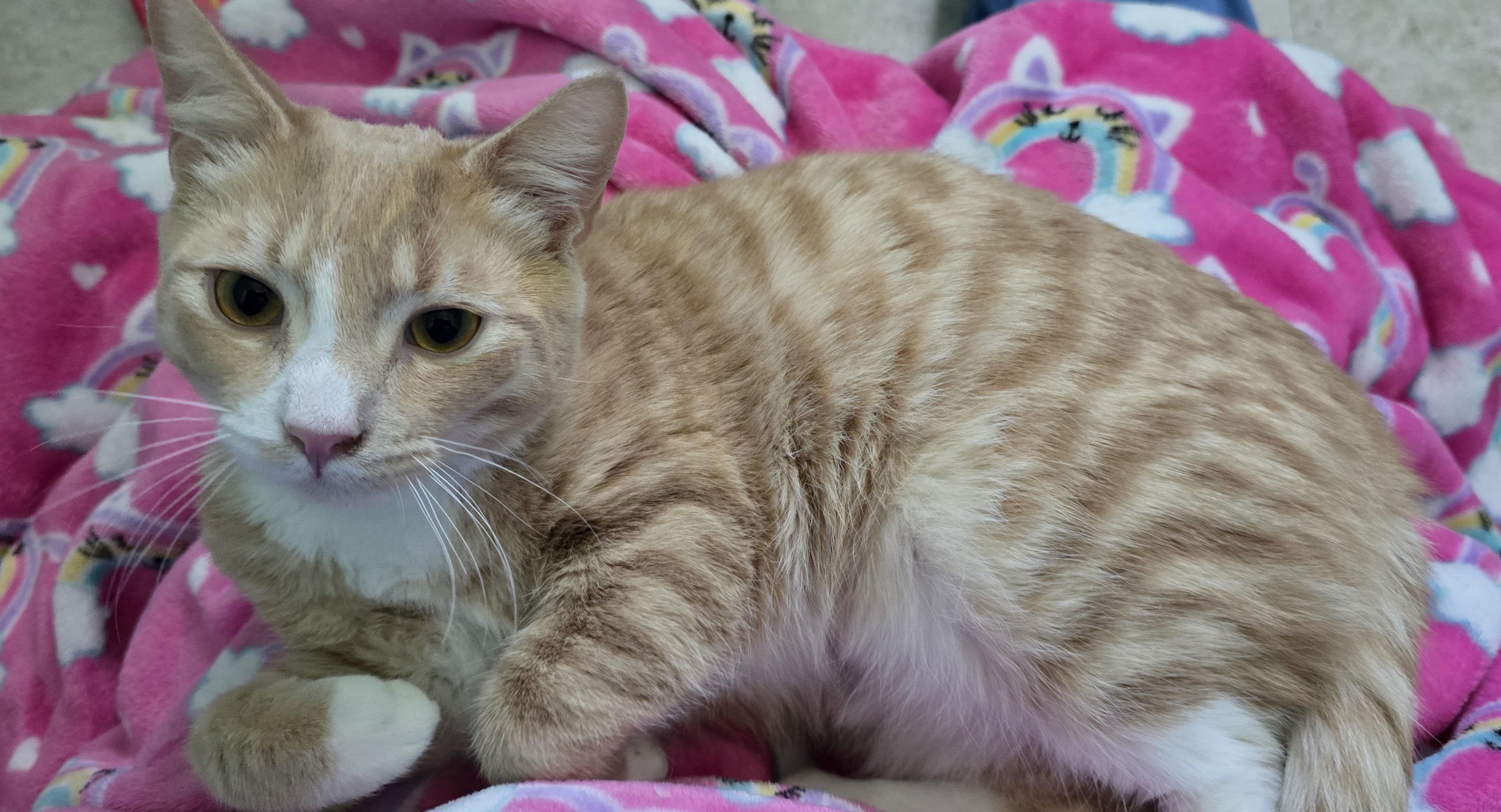 Leo, an adopted Domestic Short Hair in Arlington, WA image 1/6