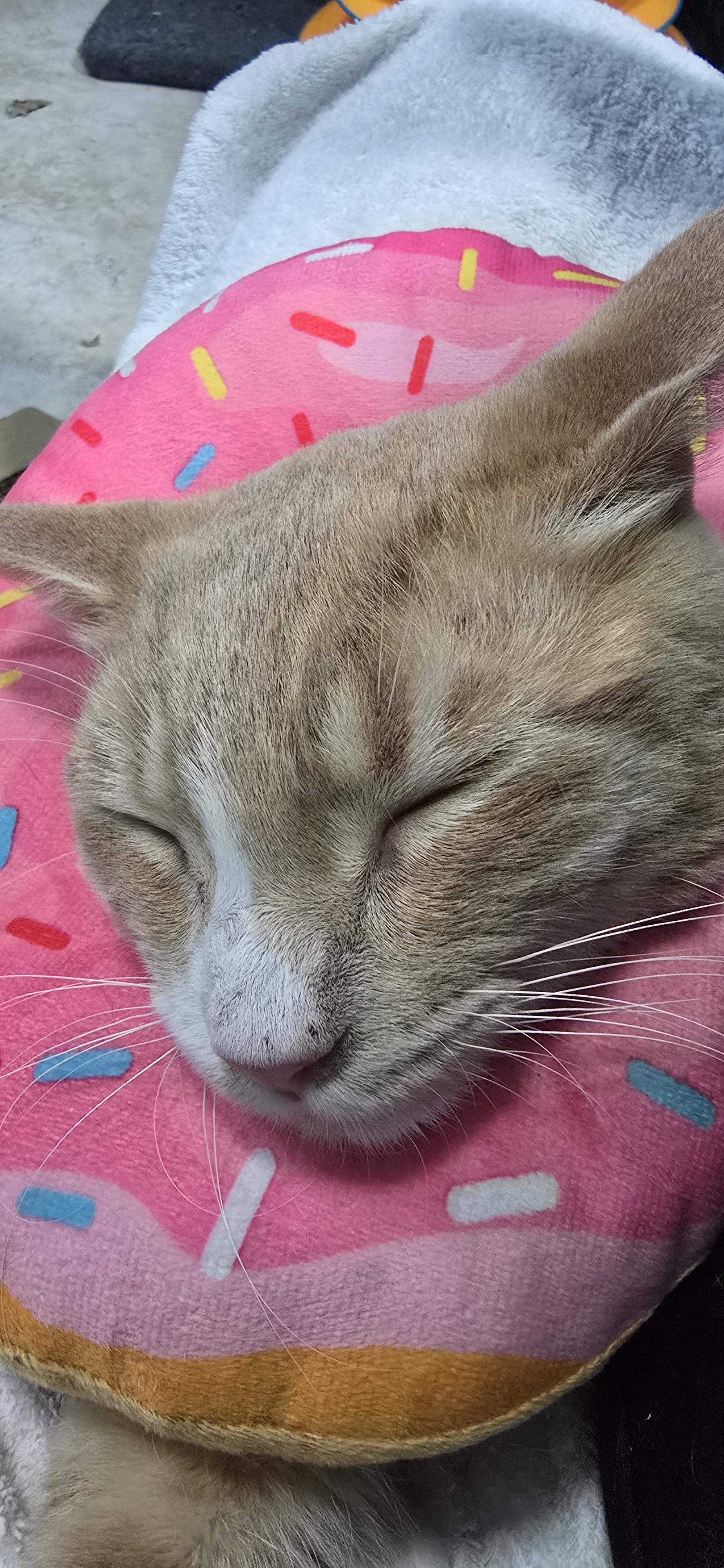 Leo, an adopted Domestic Short Hair in Arlington, WA image 4/6