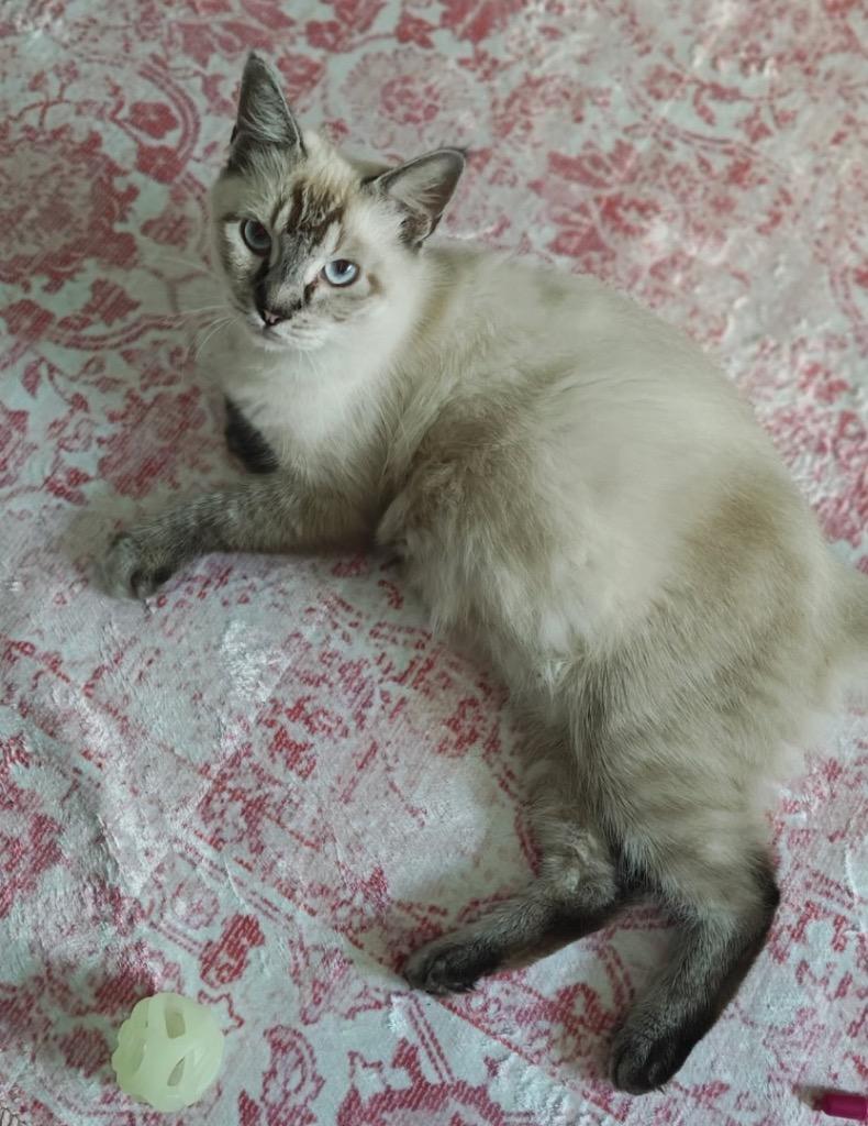 Momma Mia, Adopted, Adult Female Domestic Short Hair.