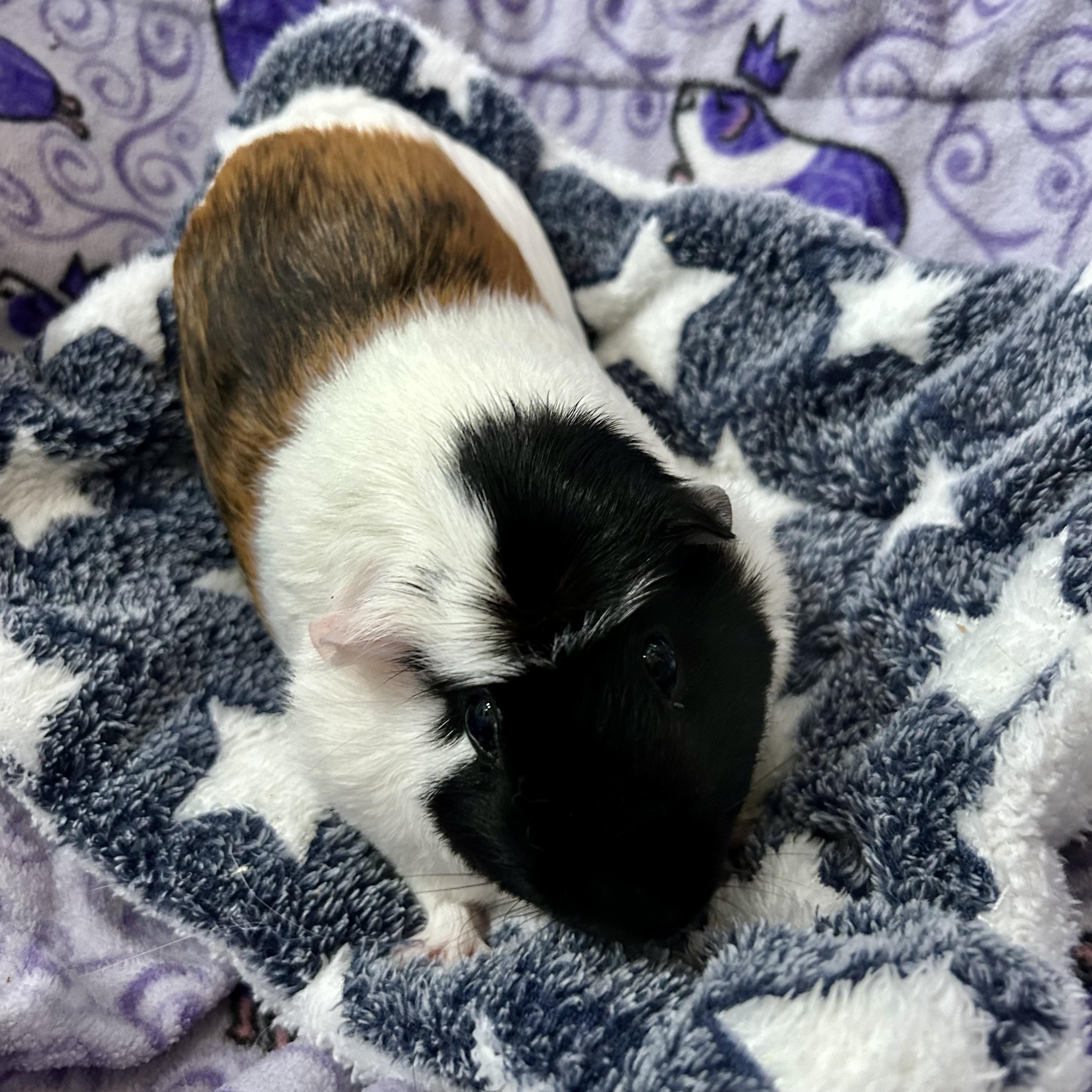 Sandy, an adopted Guinea Pig in North salem, NY image 6/6