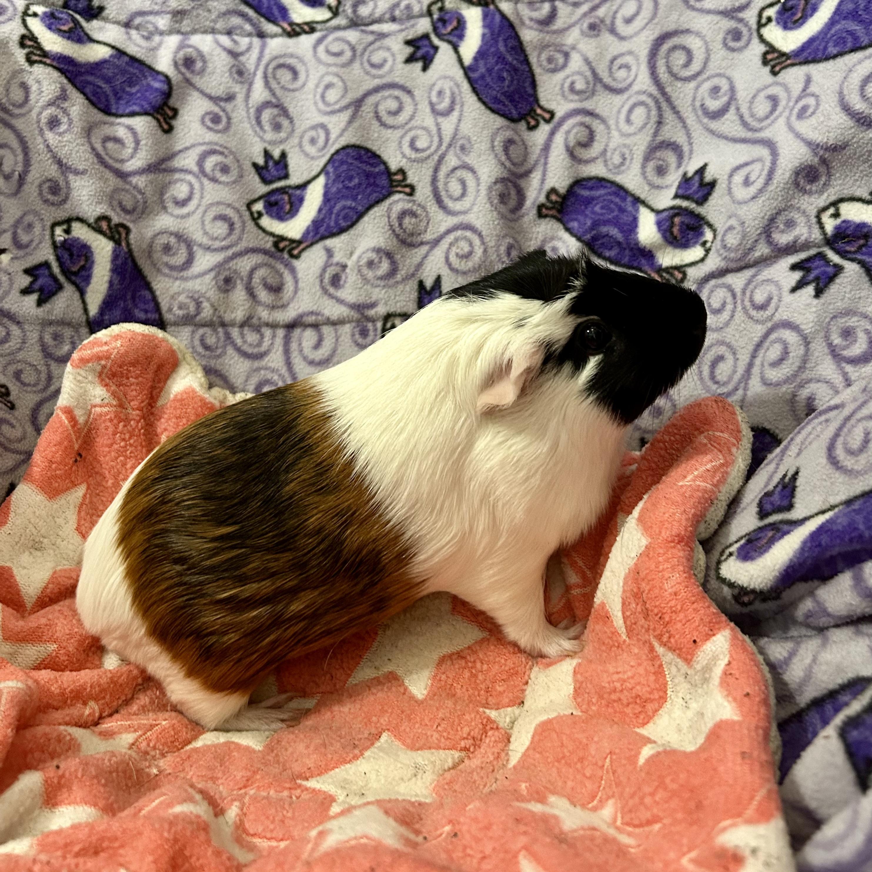 Sandy, an adopted Guinea Pig in North salem, NY image 1/6