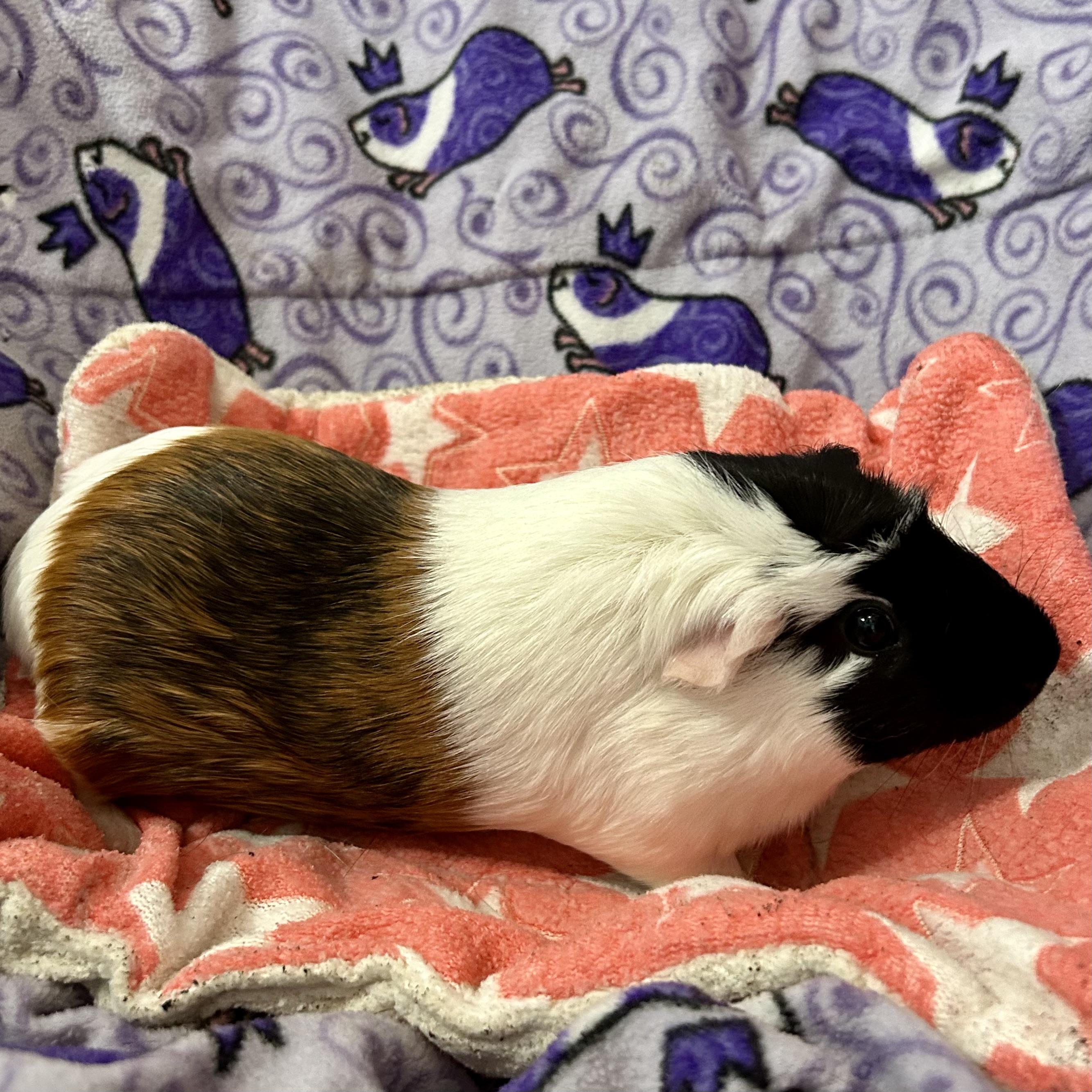Sandy, an adopted Guinea Pig in North salem, NY image 3/6