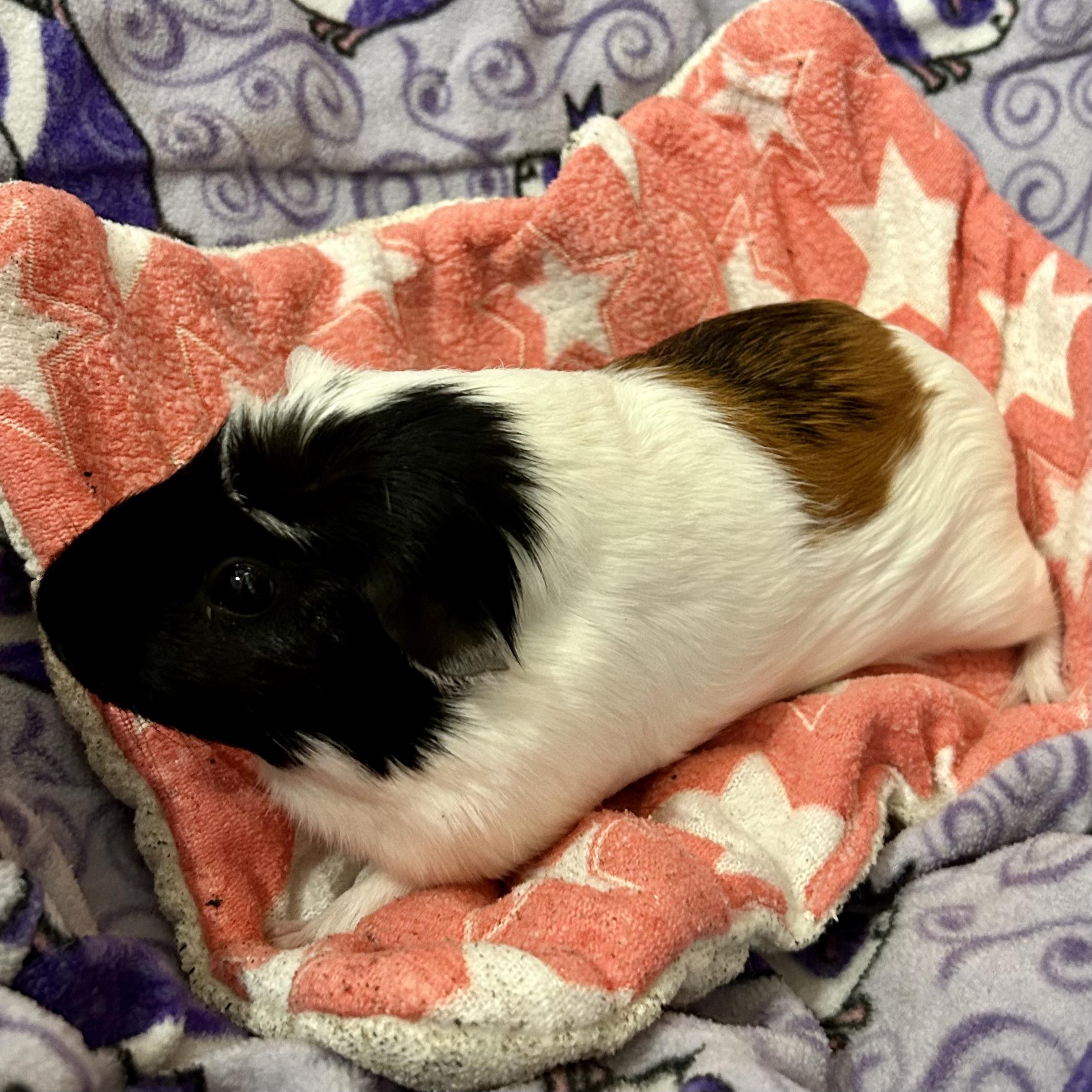 Sandy, an adopted Guinea Pig in North salem, NY image 2/6