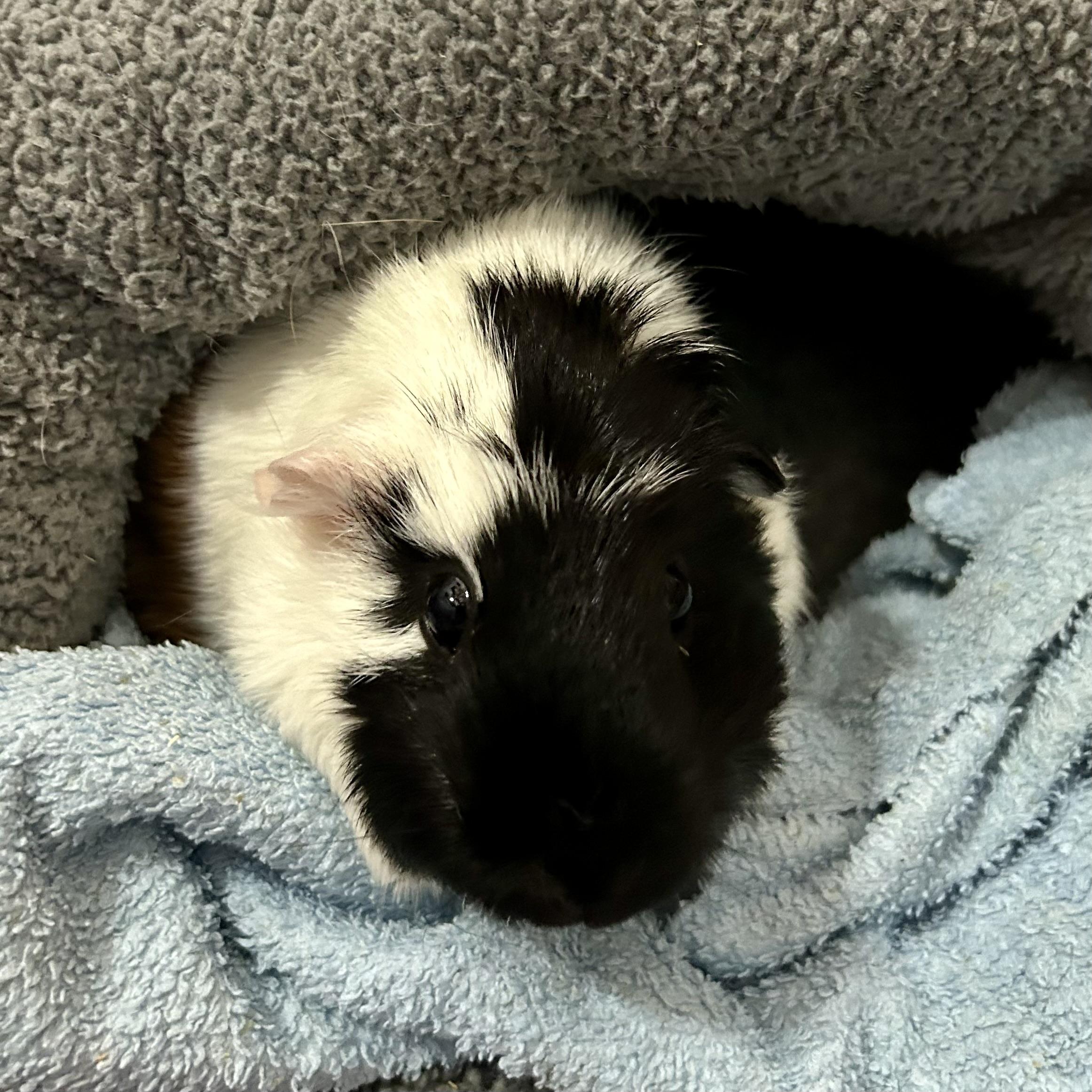 Sandy, an adopted Guinea Pig in North salem, NY image 5/6