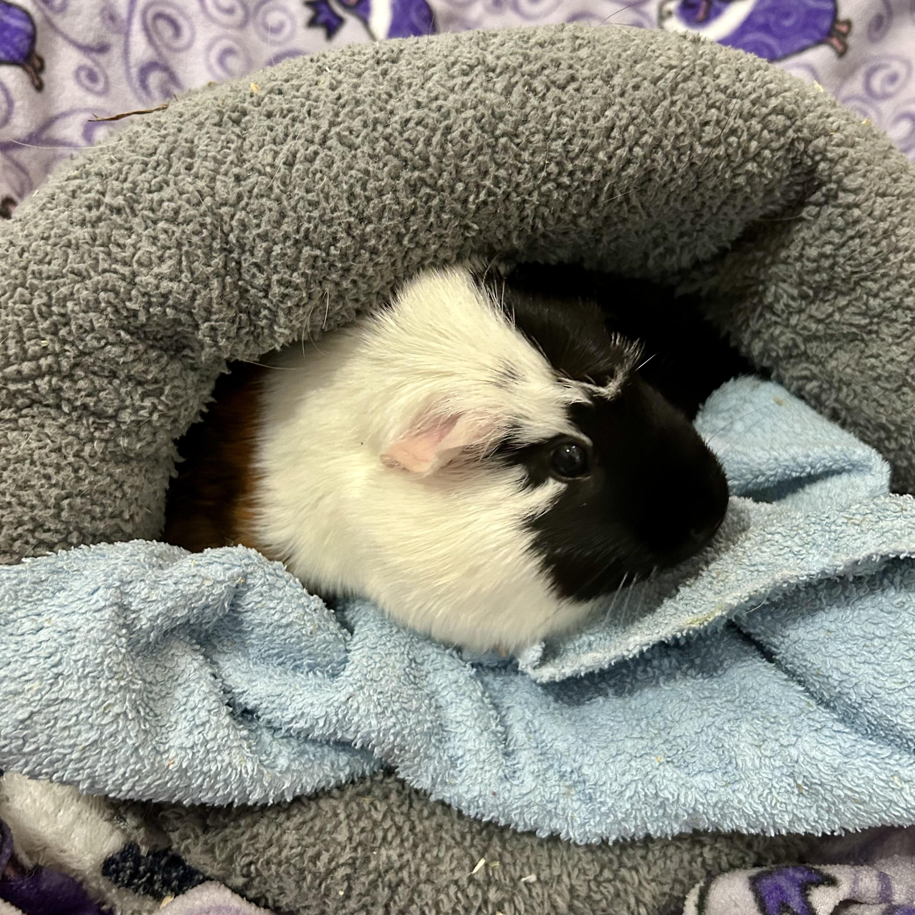 Sandy, an adopted Guinea Pig in North salem, NY image 4/6