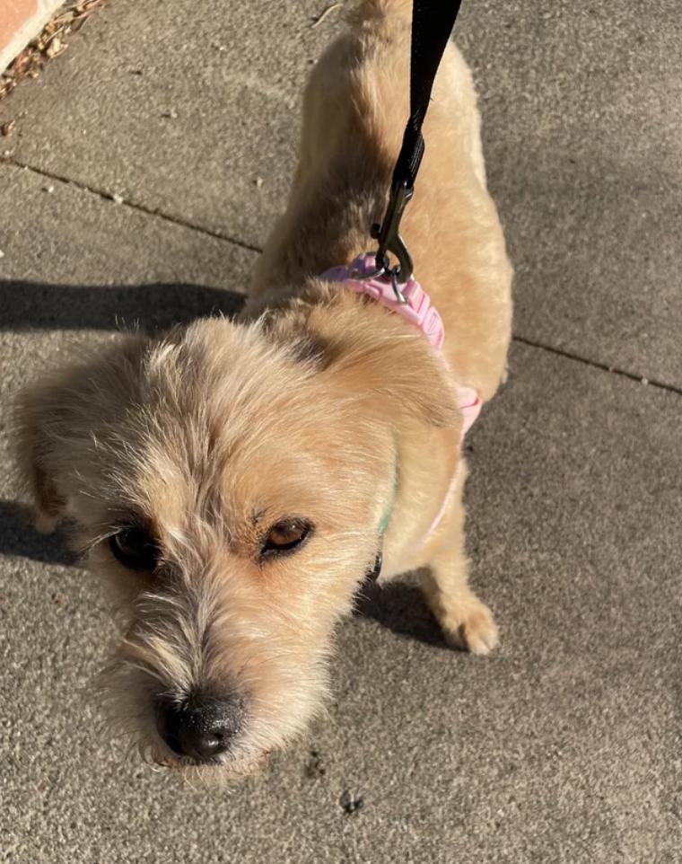 Enlarge Biscuit, a Adopted mixed breed in Davis, CA image 5/5