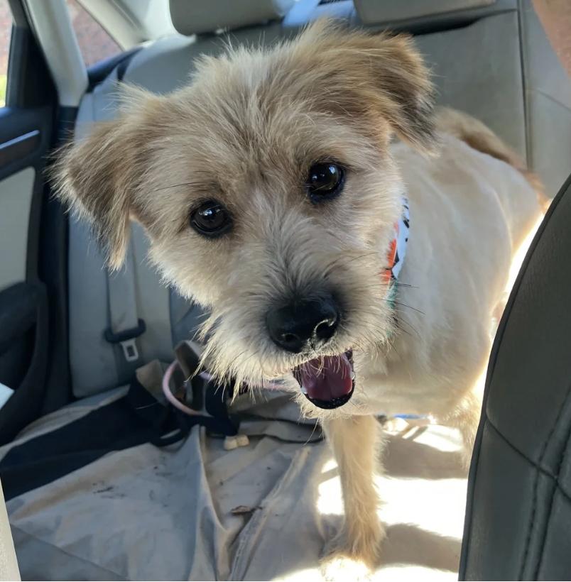 Biscuit, Adopted, Young Male Terrier.